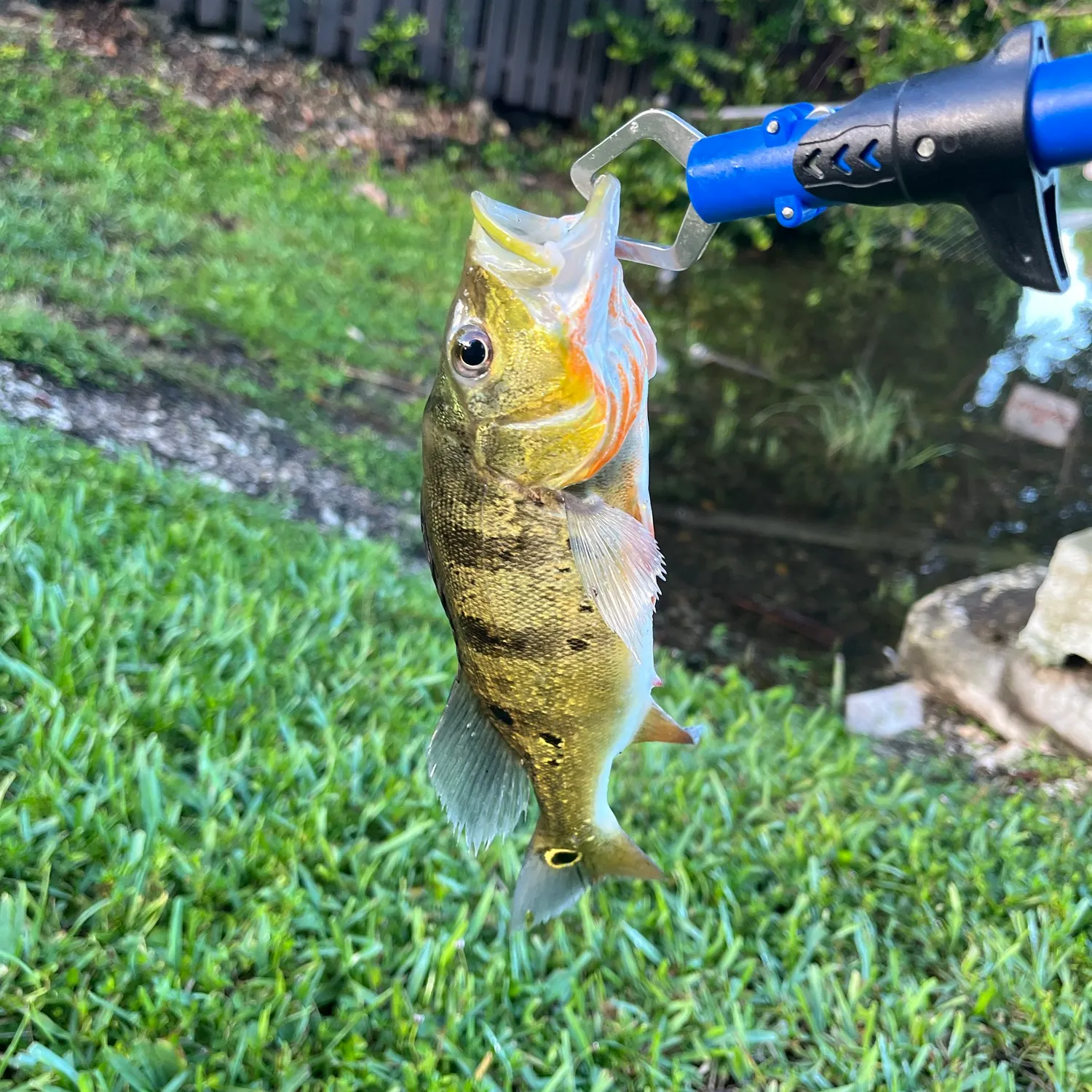 Butterfly peacock bass caught on Fishbrain