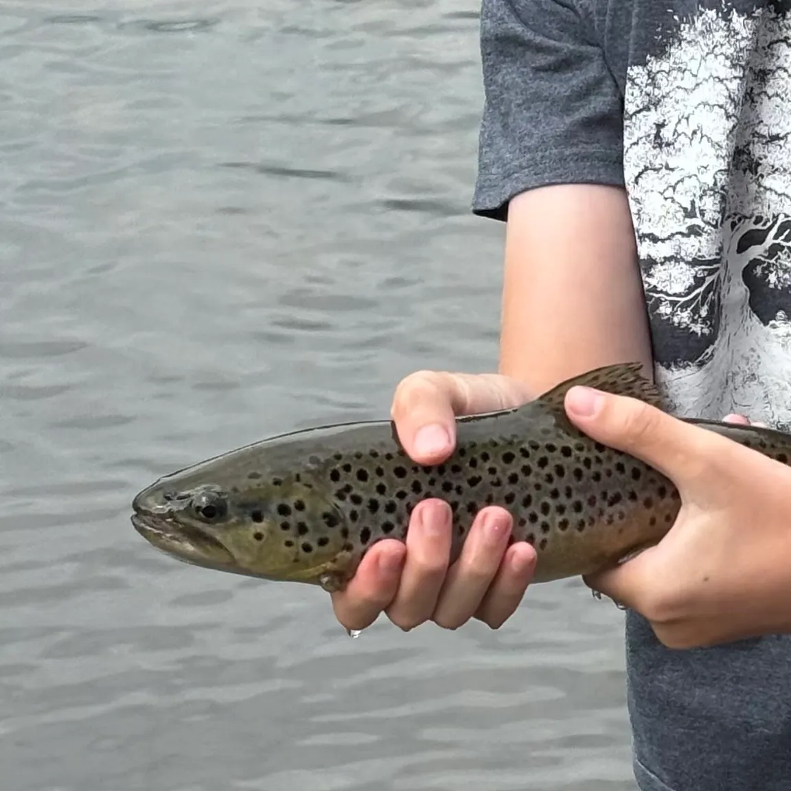 Brown trout caught on Fishbrain