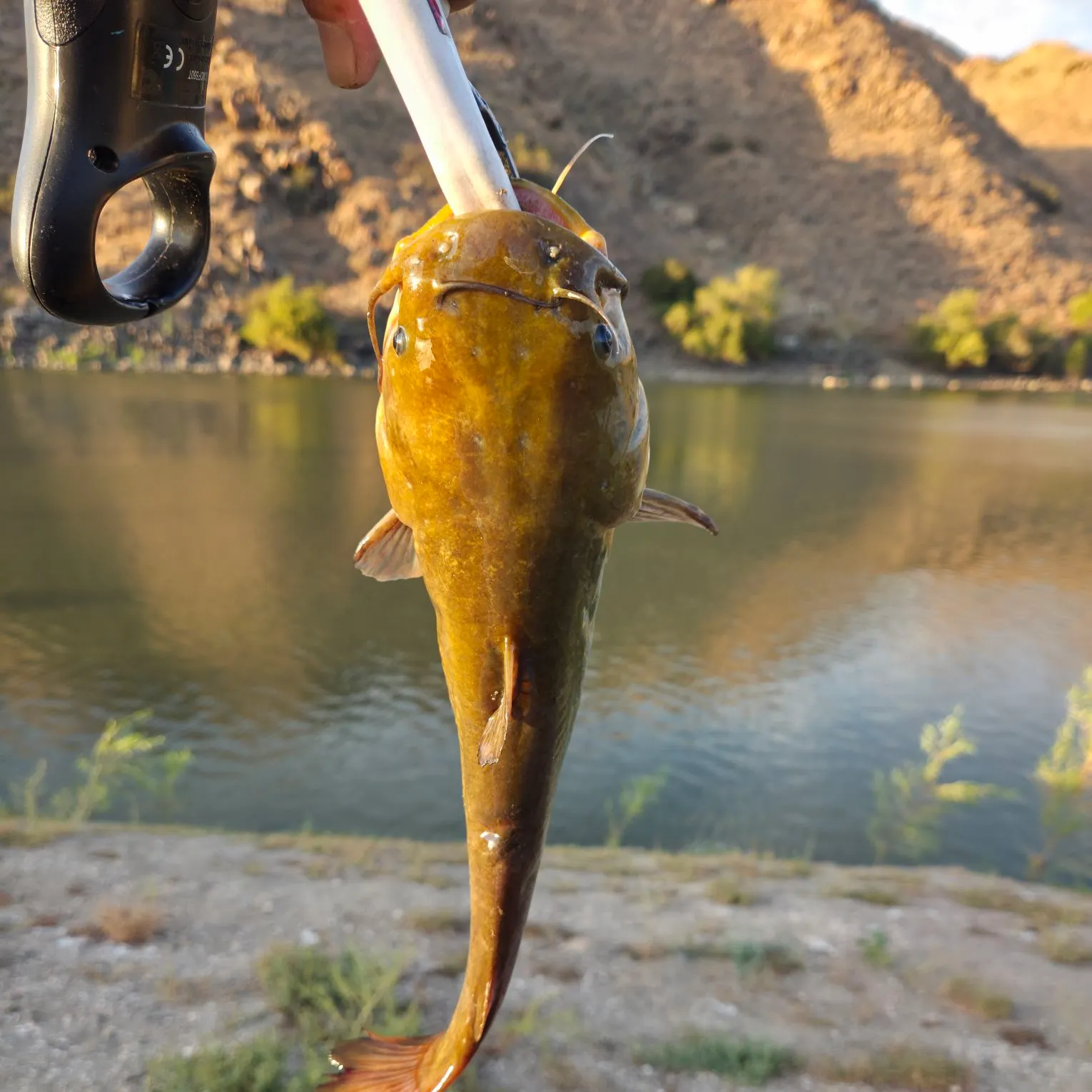 Channel catfish caught on Fishbrain