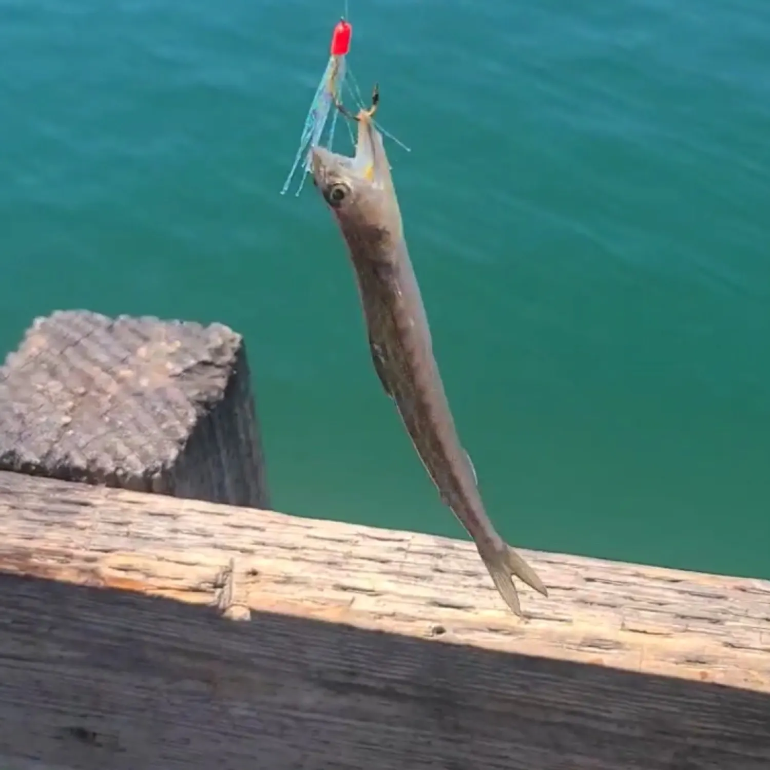 angler catch