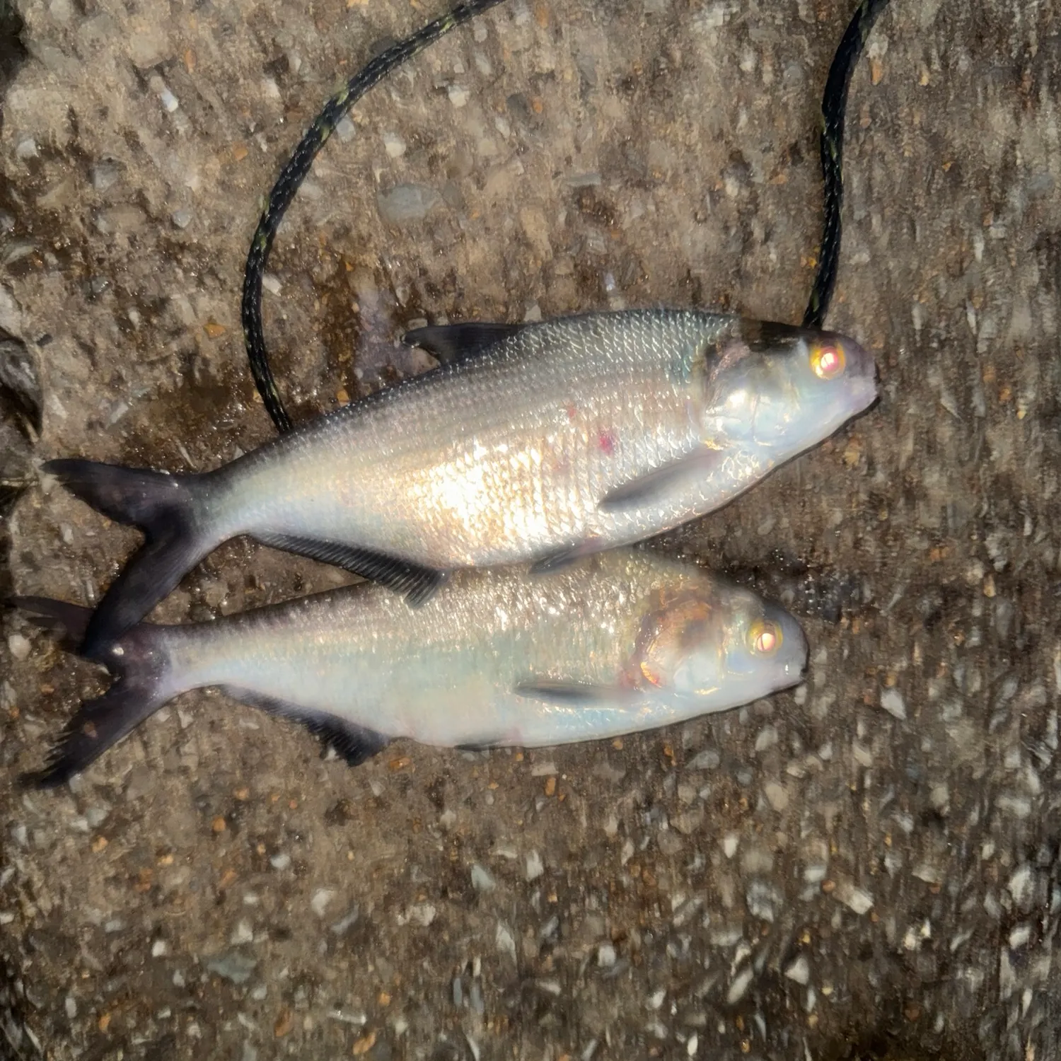 American gizzard shad caught on Fishbrain