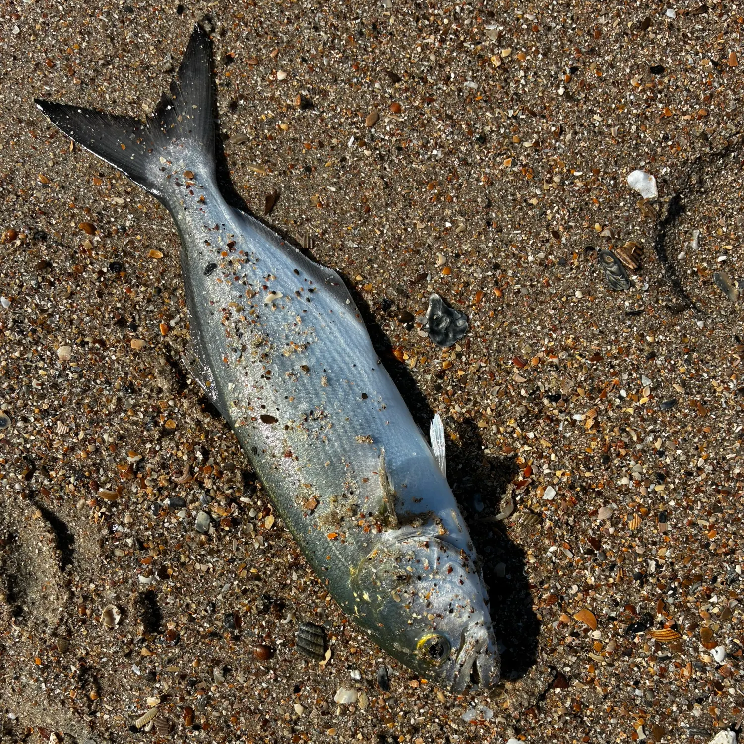 Bluefish caught on Fishbrain