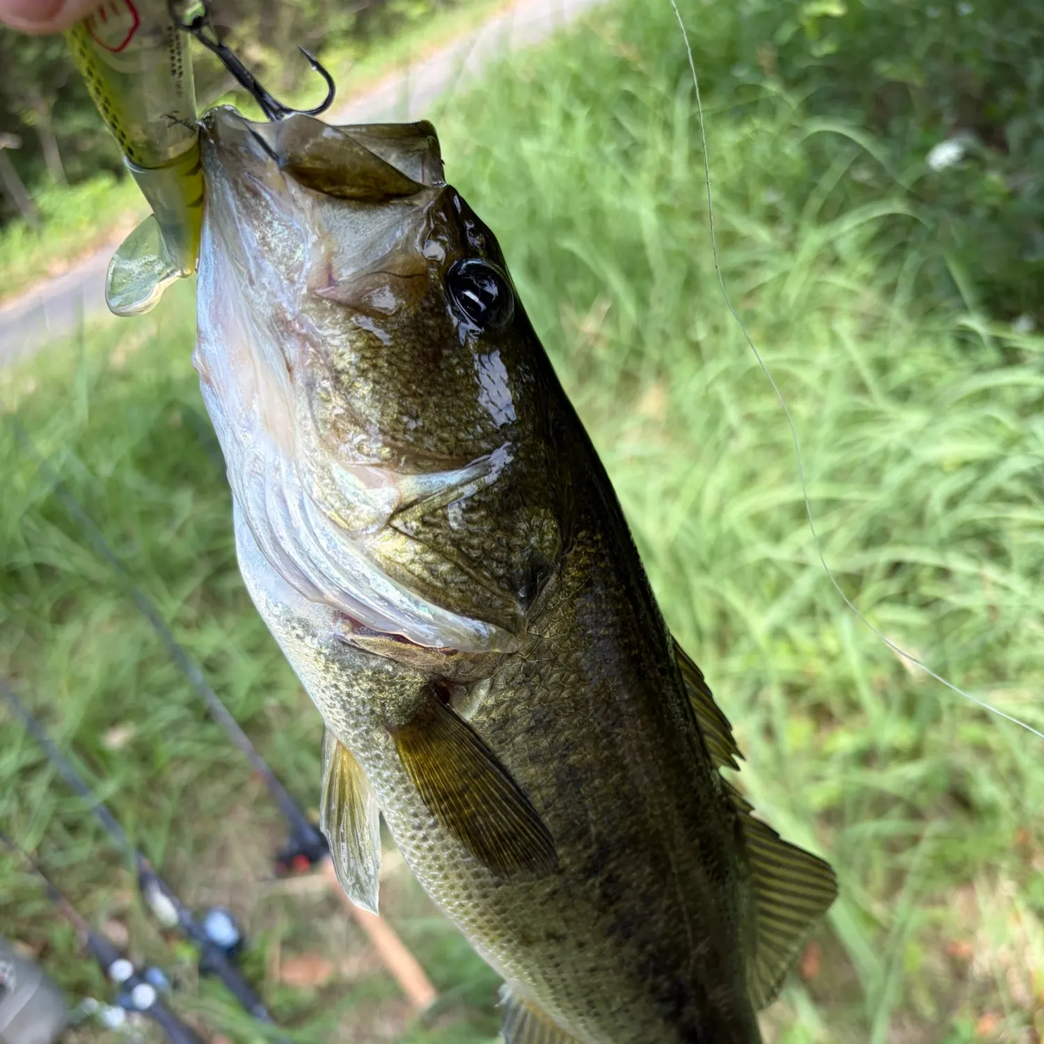 Largemouth bass caught on Fishbrain