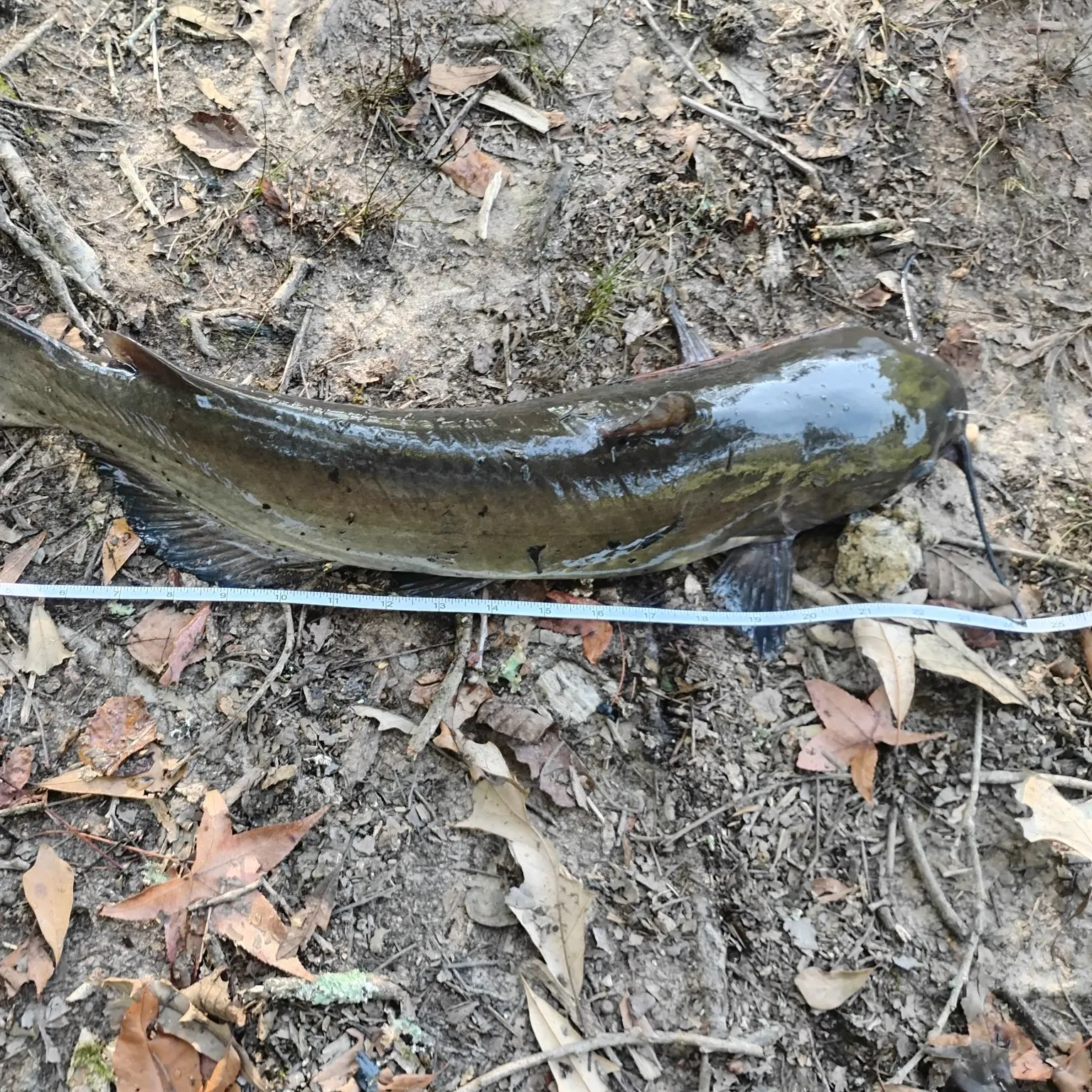 Blue catfish caught on Fishbrain