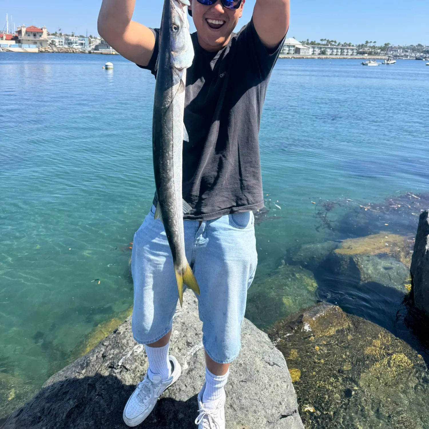 Pacific barracuda caught on Fishbrain