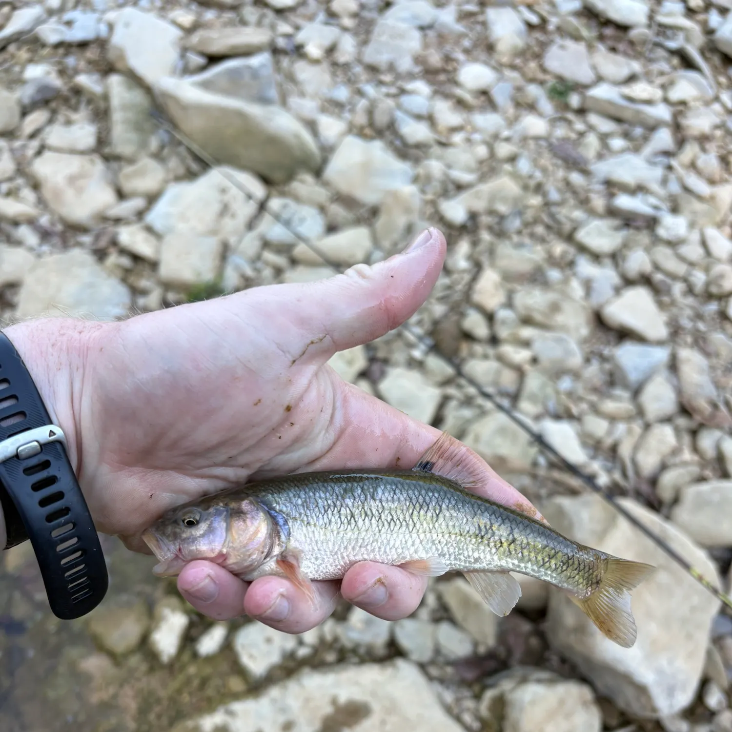 Creek chub caught on Fishbrain