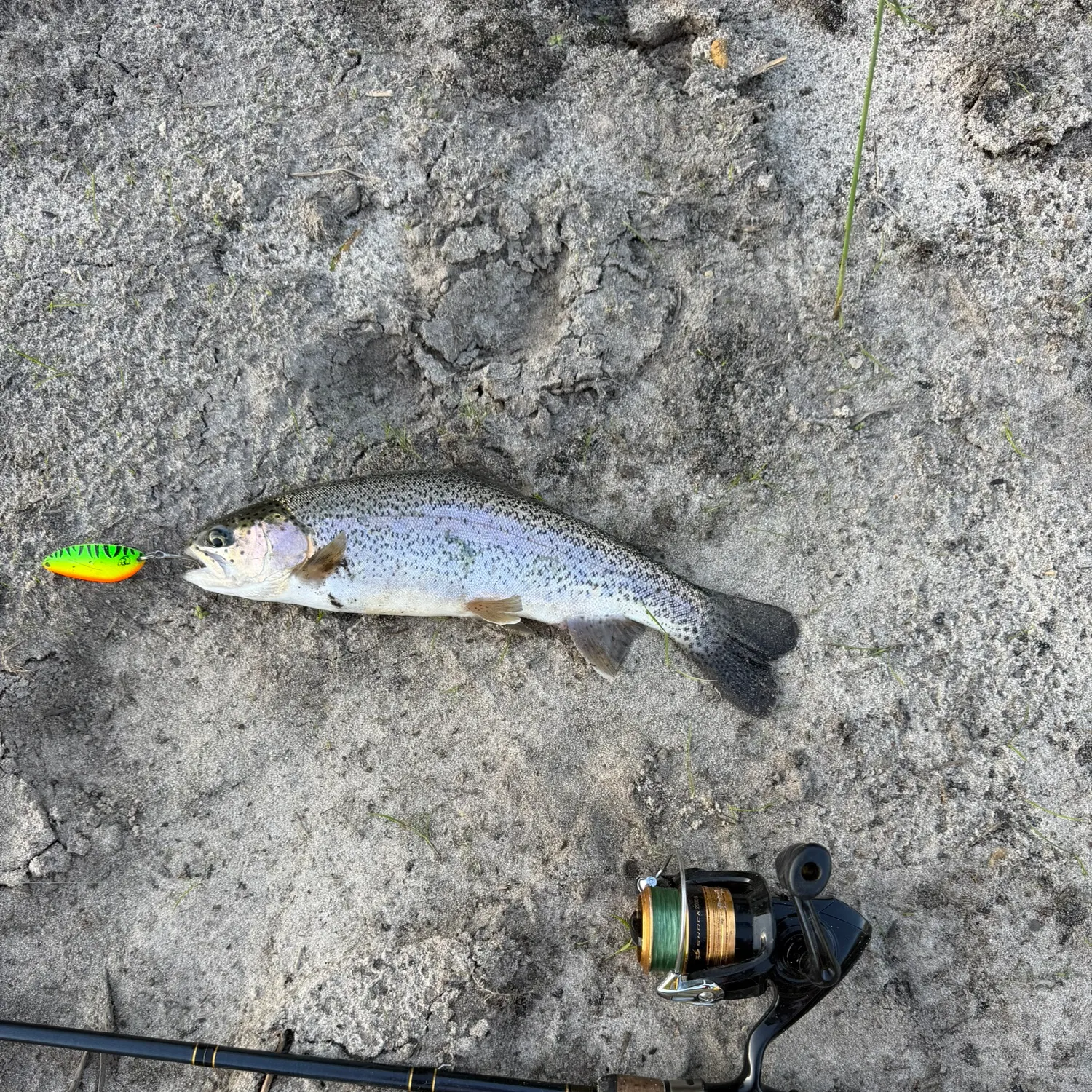 Rainbow trout caught on Fishbrain