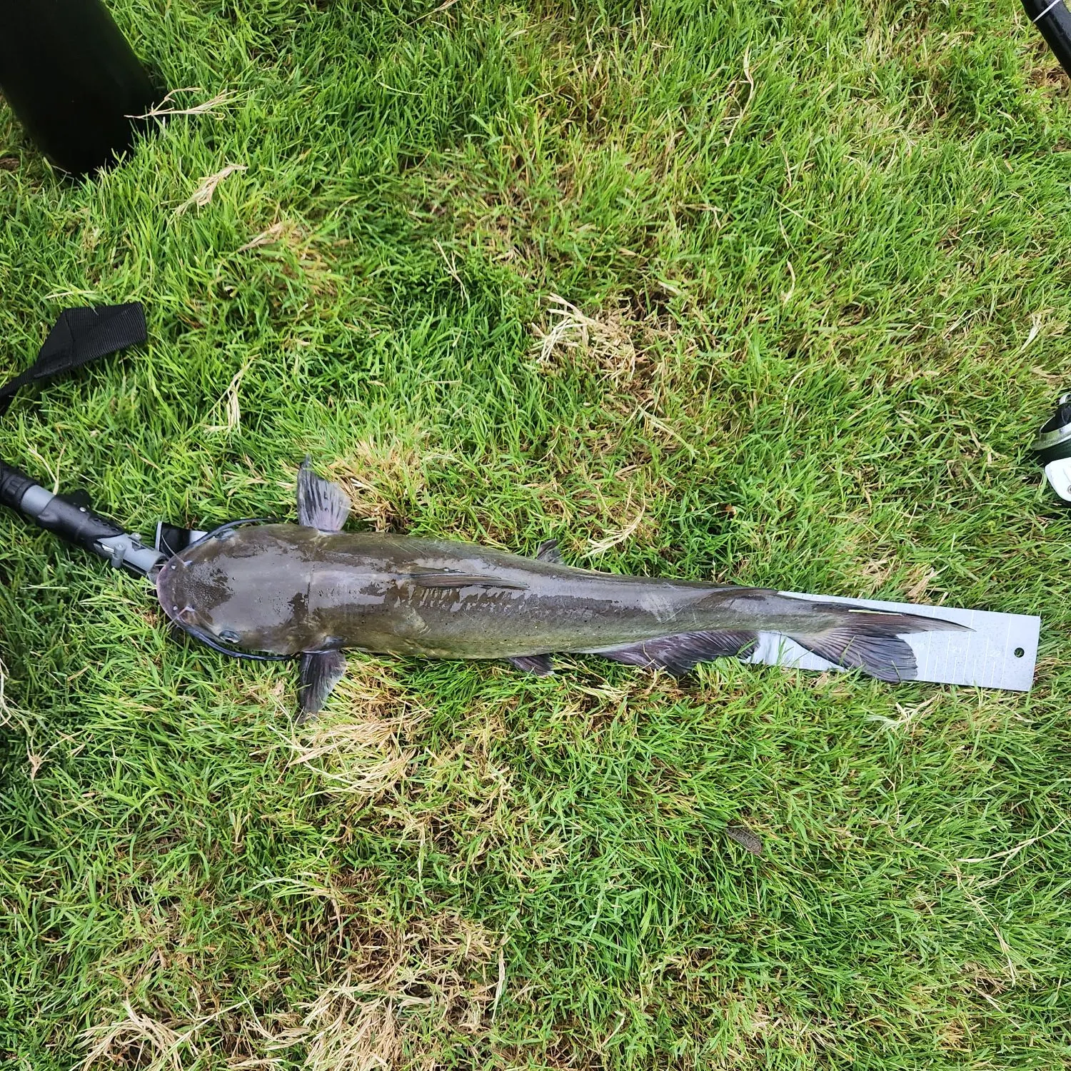 Channel catfish caught on Fishbrain