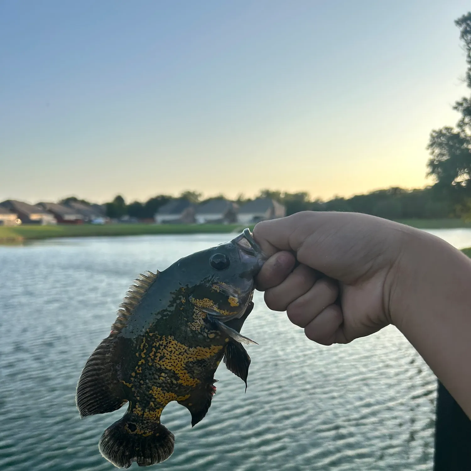 The most recent Oscar catches on Fishbrain