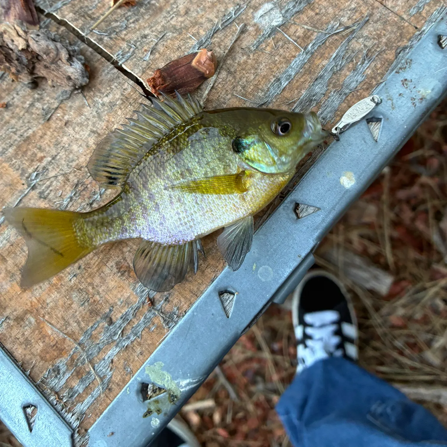 Bluegill caught on Fishbrain