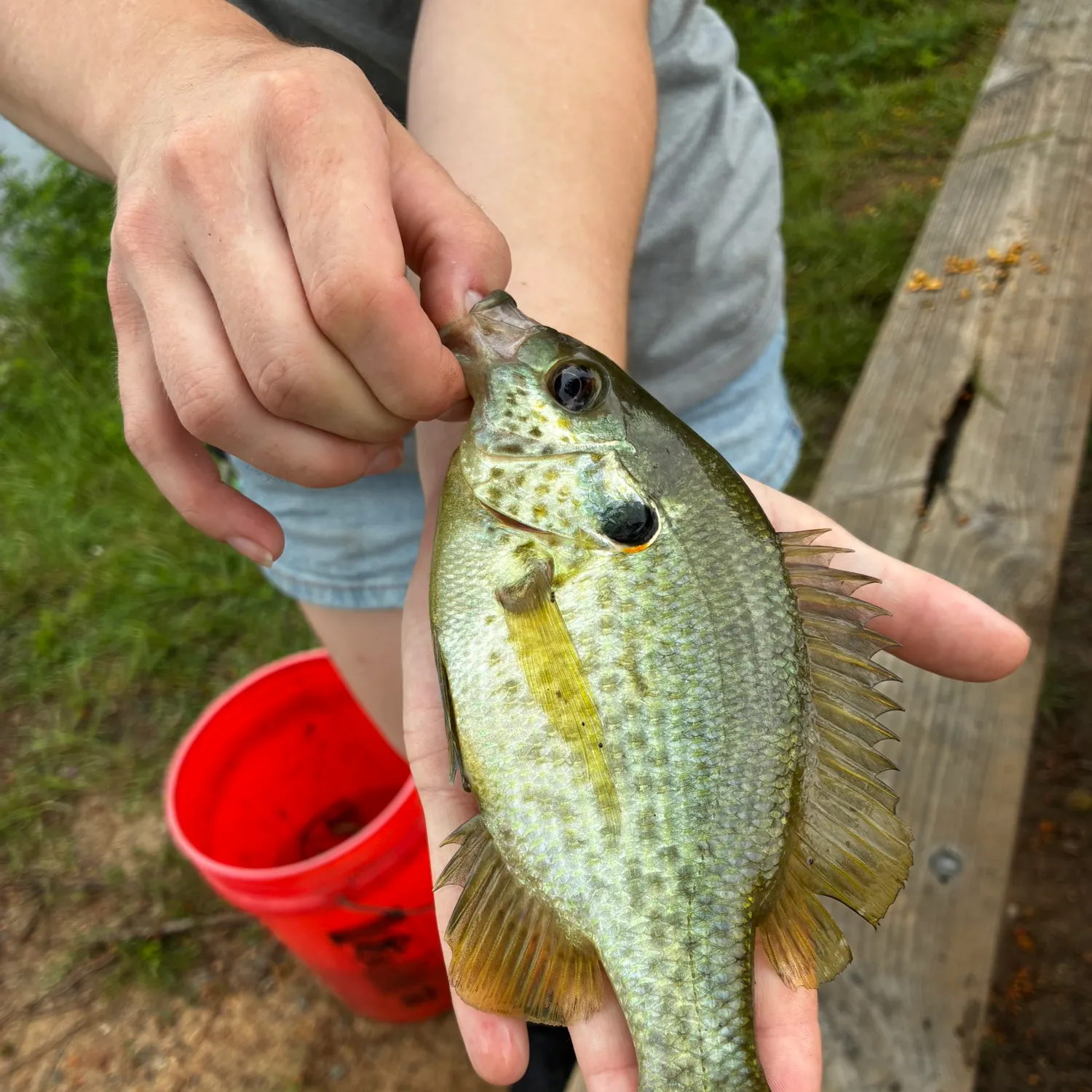 Redear sunfish caught on Fishbrain