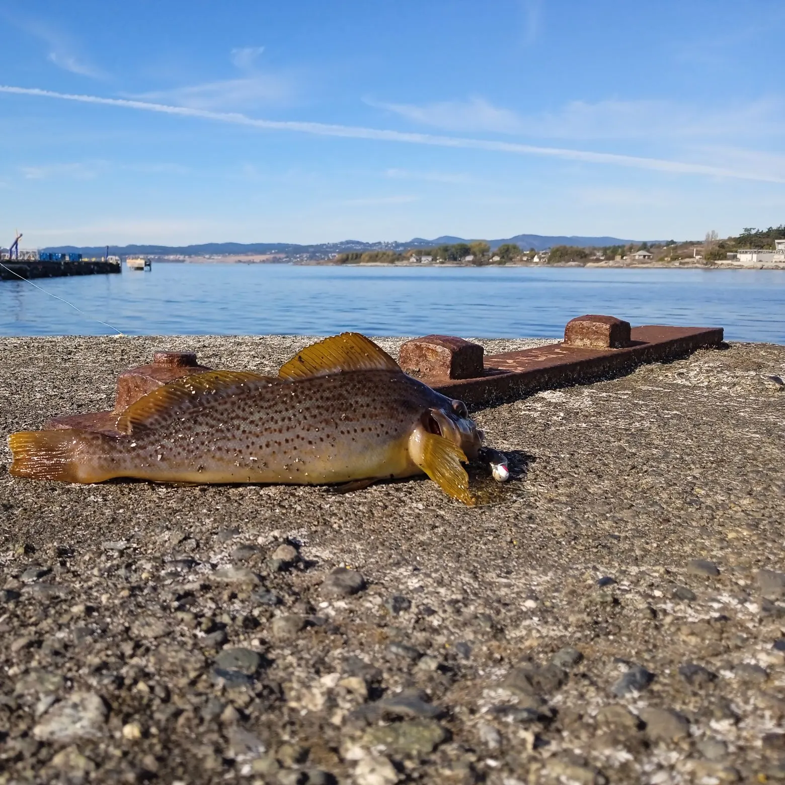Kelp greenling caught on Fishbrain