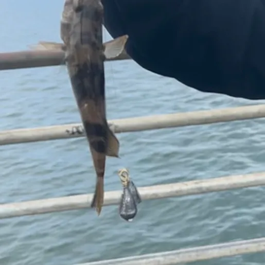 The most recent Kelp bass catches on Fishbrain