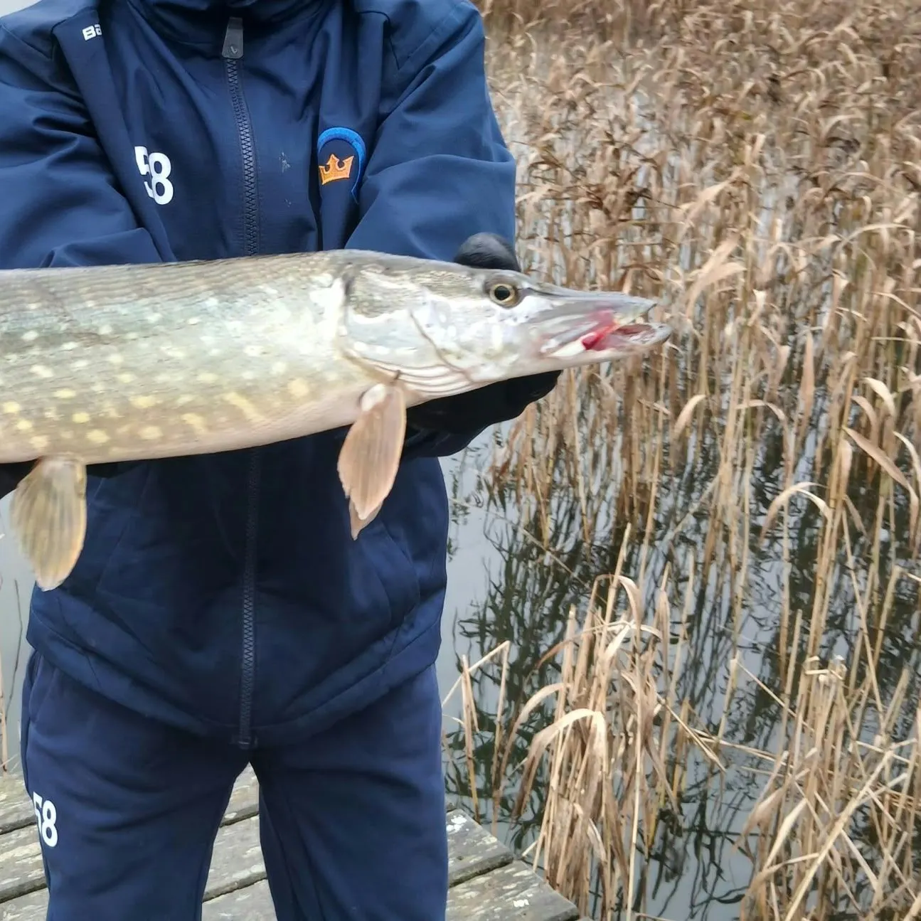 Northern pike caught on Fishbrain