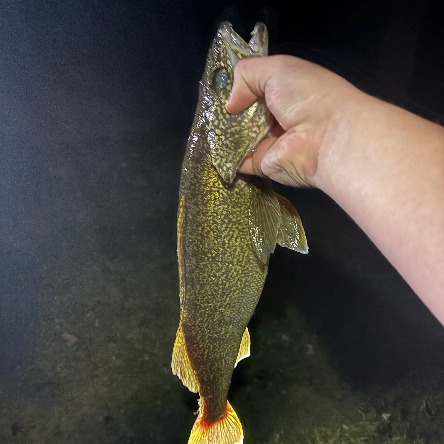 Walleye caught on Fishbrain