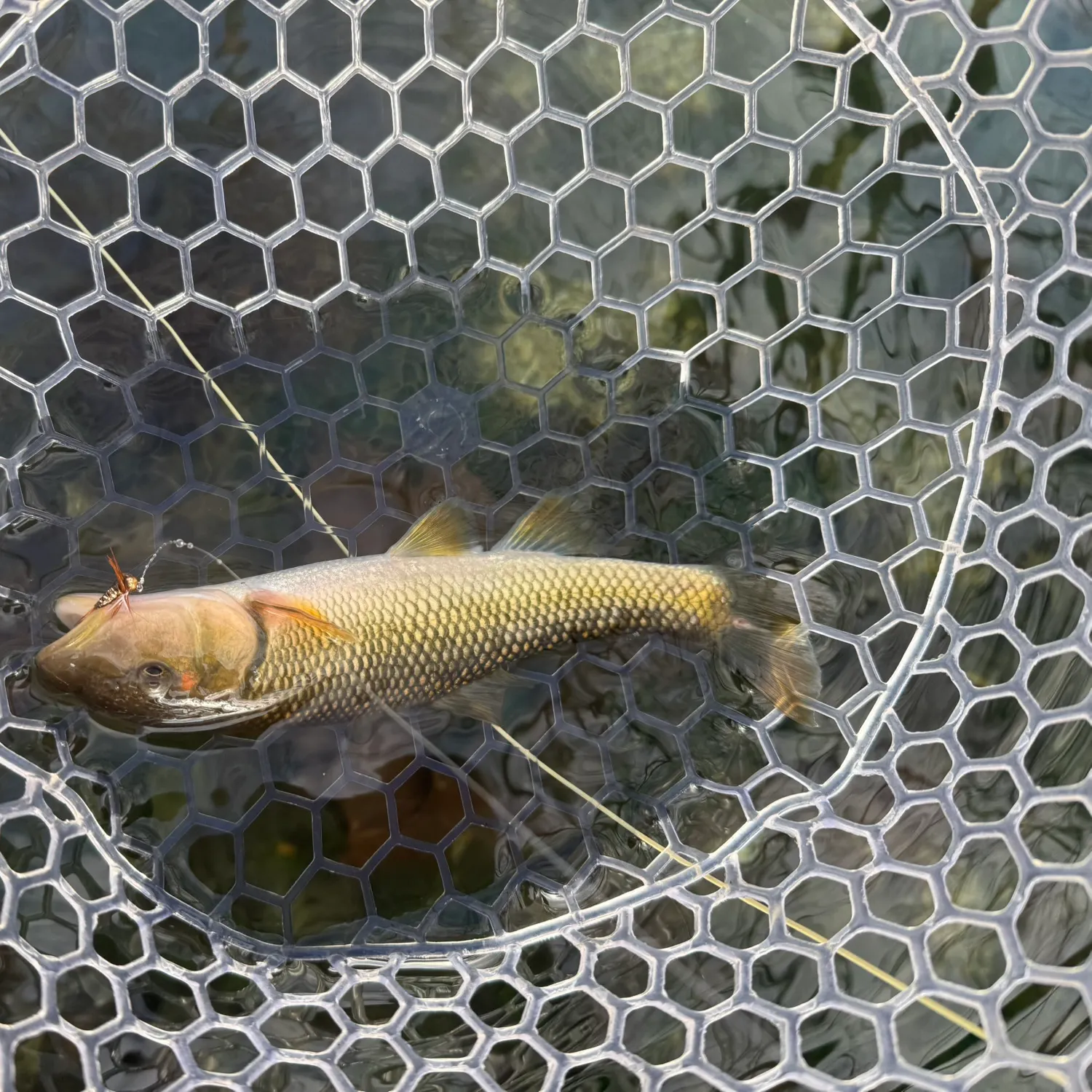 The most recent Hornyhead chub catches on Fishbrain