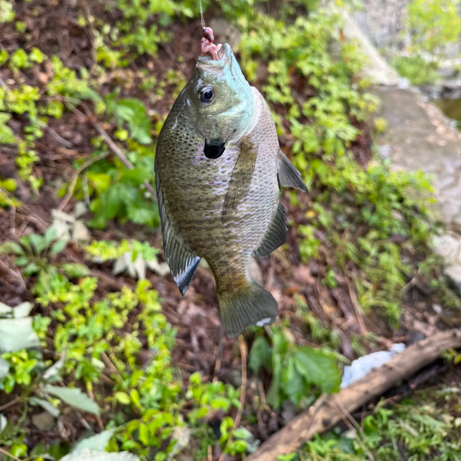 Bluegill caught on Fishbrain