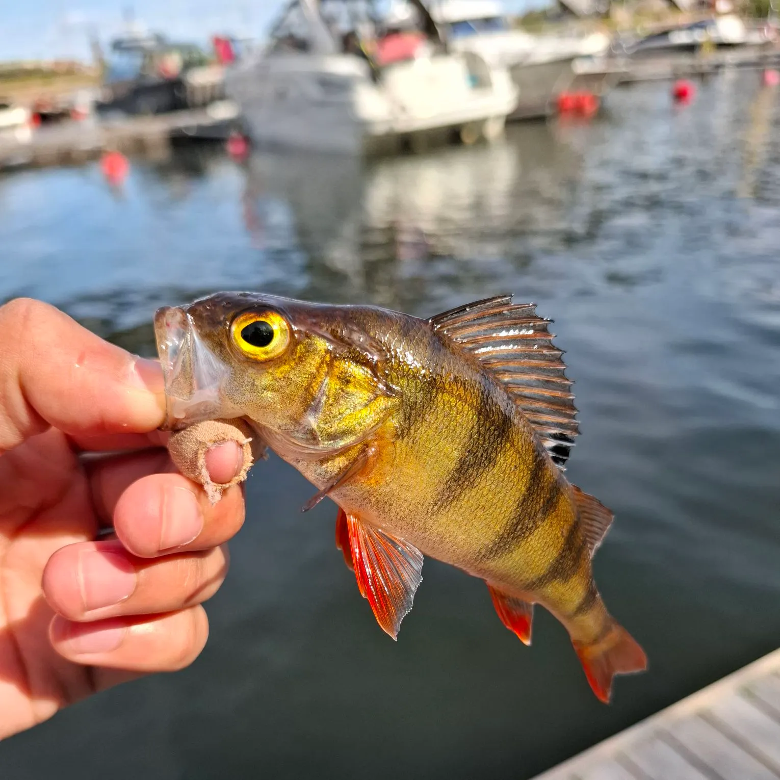 European perch caught on Fishbrain