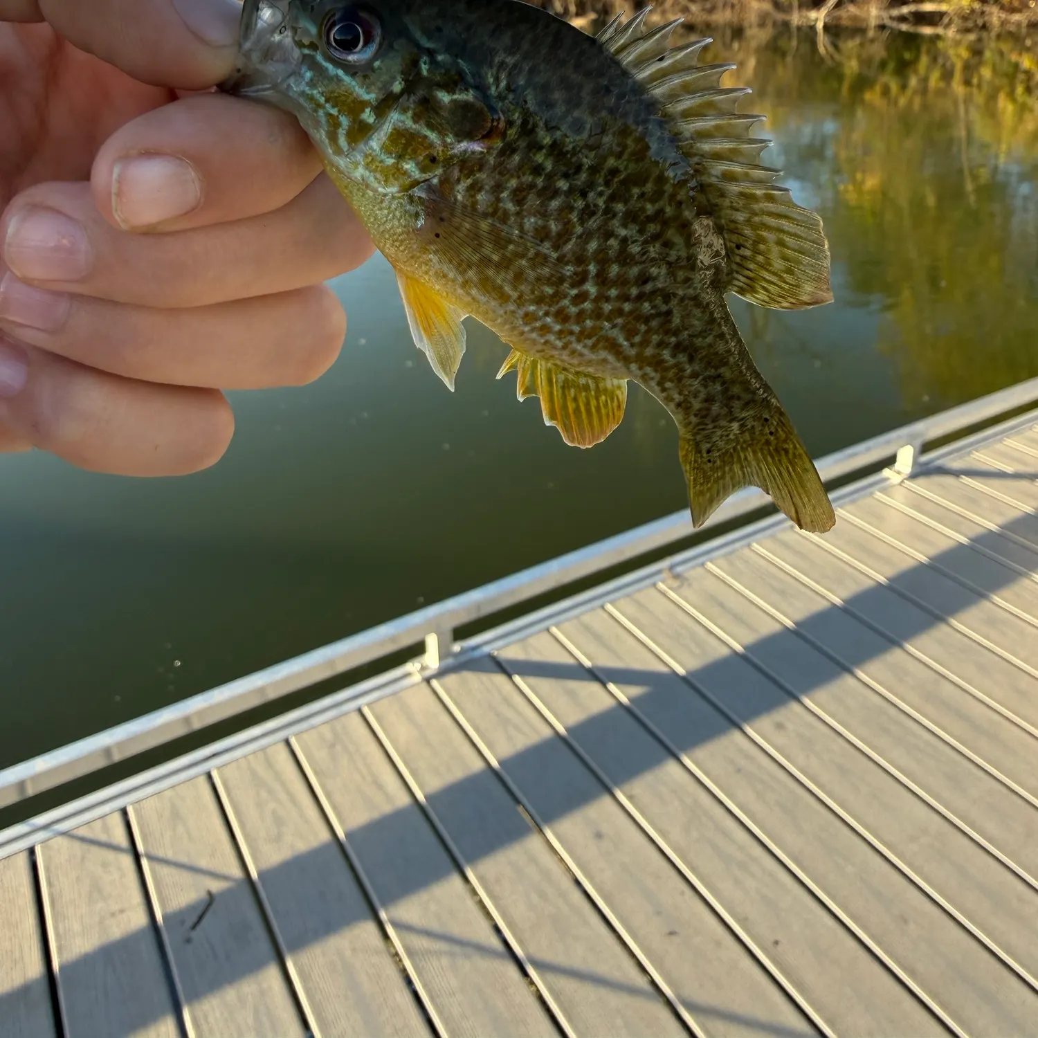 Greengill hybrid caught on Fishbrain