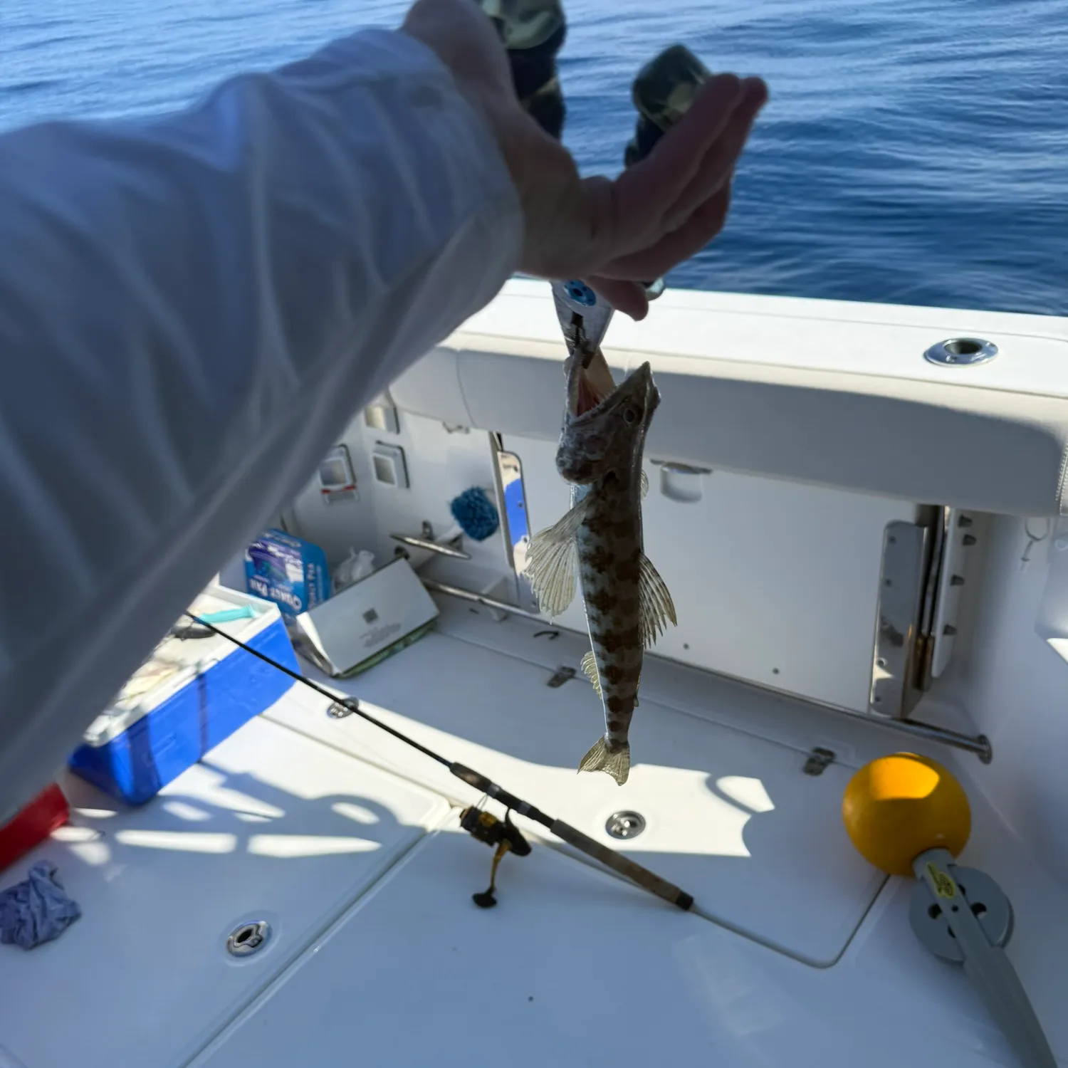 The most recent Atlantic lizardfish catches on Fishbrain