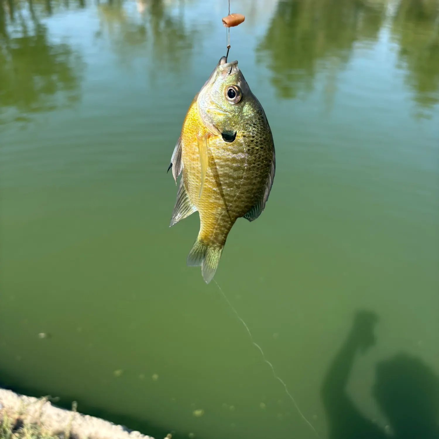Bluegill caught on Fishbrain