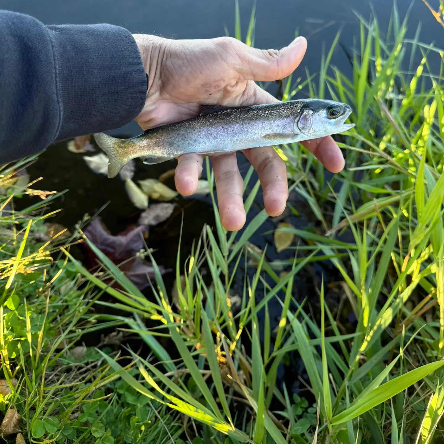 Rainbow trout caught on Fishbrain