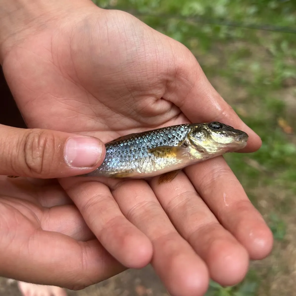The most recent Gudgeon catches on Fishbrain