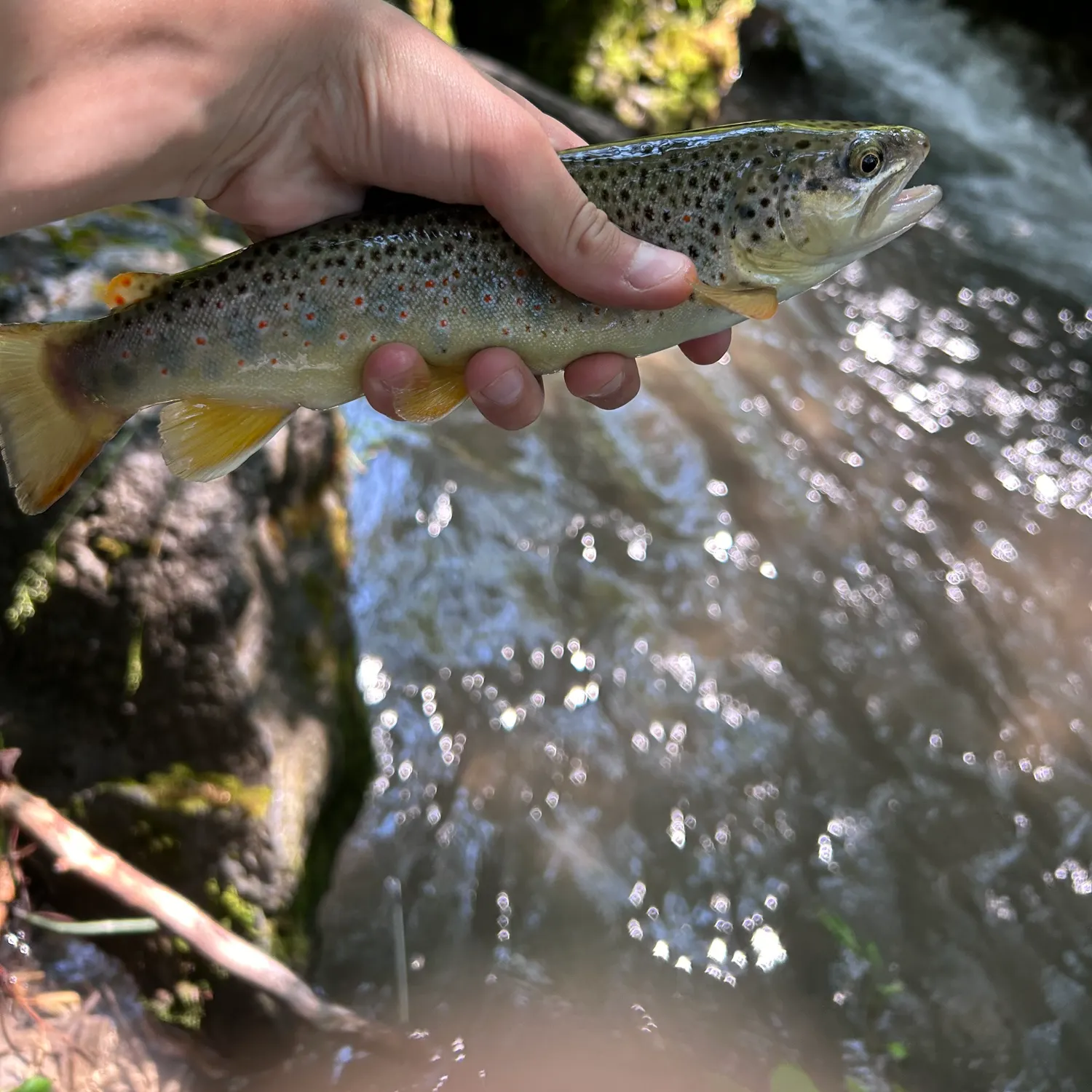 angler catch