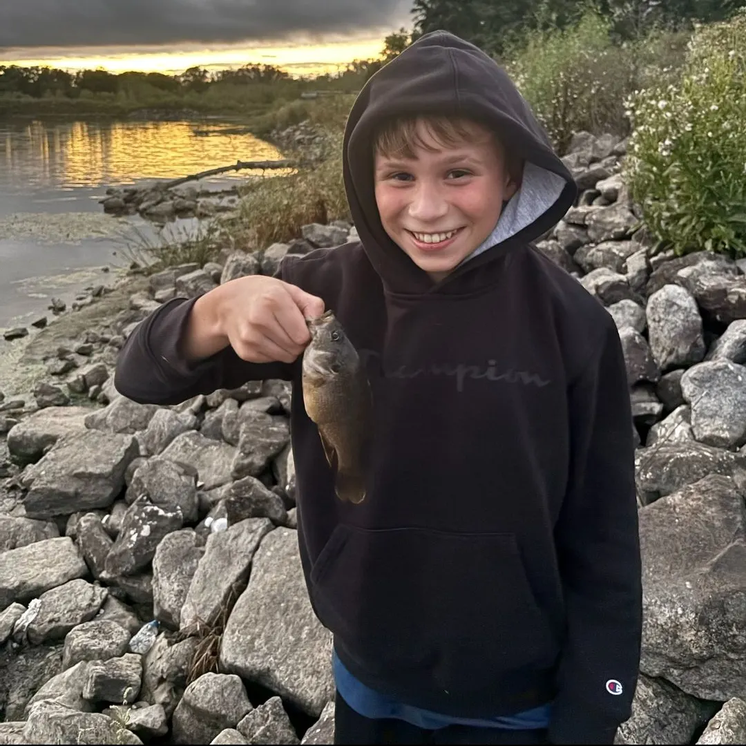 Green sunfish caught on Fishbrain
