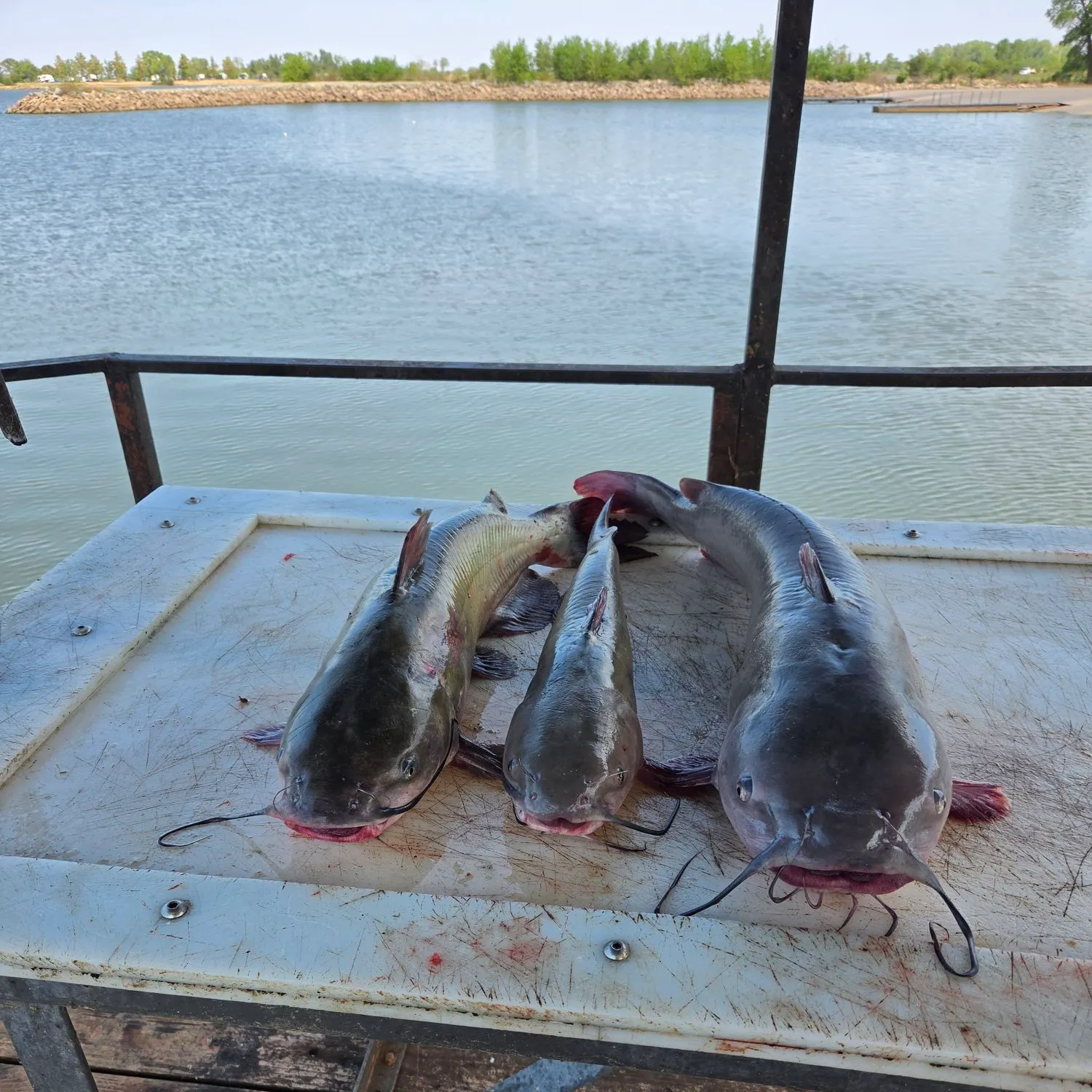 Blue catfish caught on Fishbrain