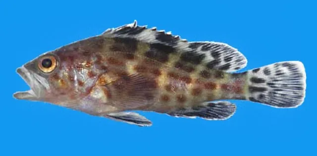 Spotted grouper