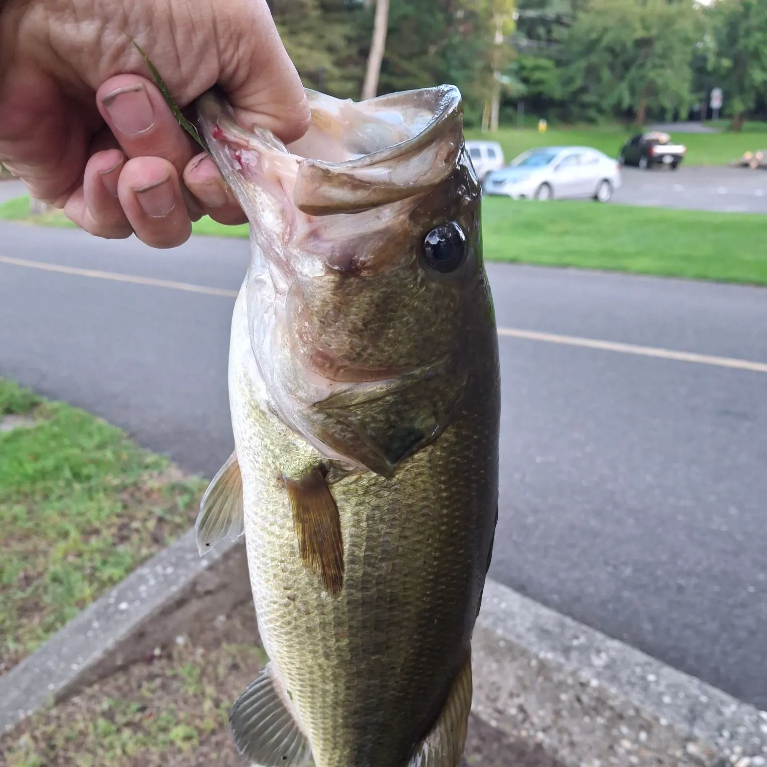 Largemouth bass caught on Fishbrain