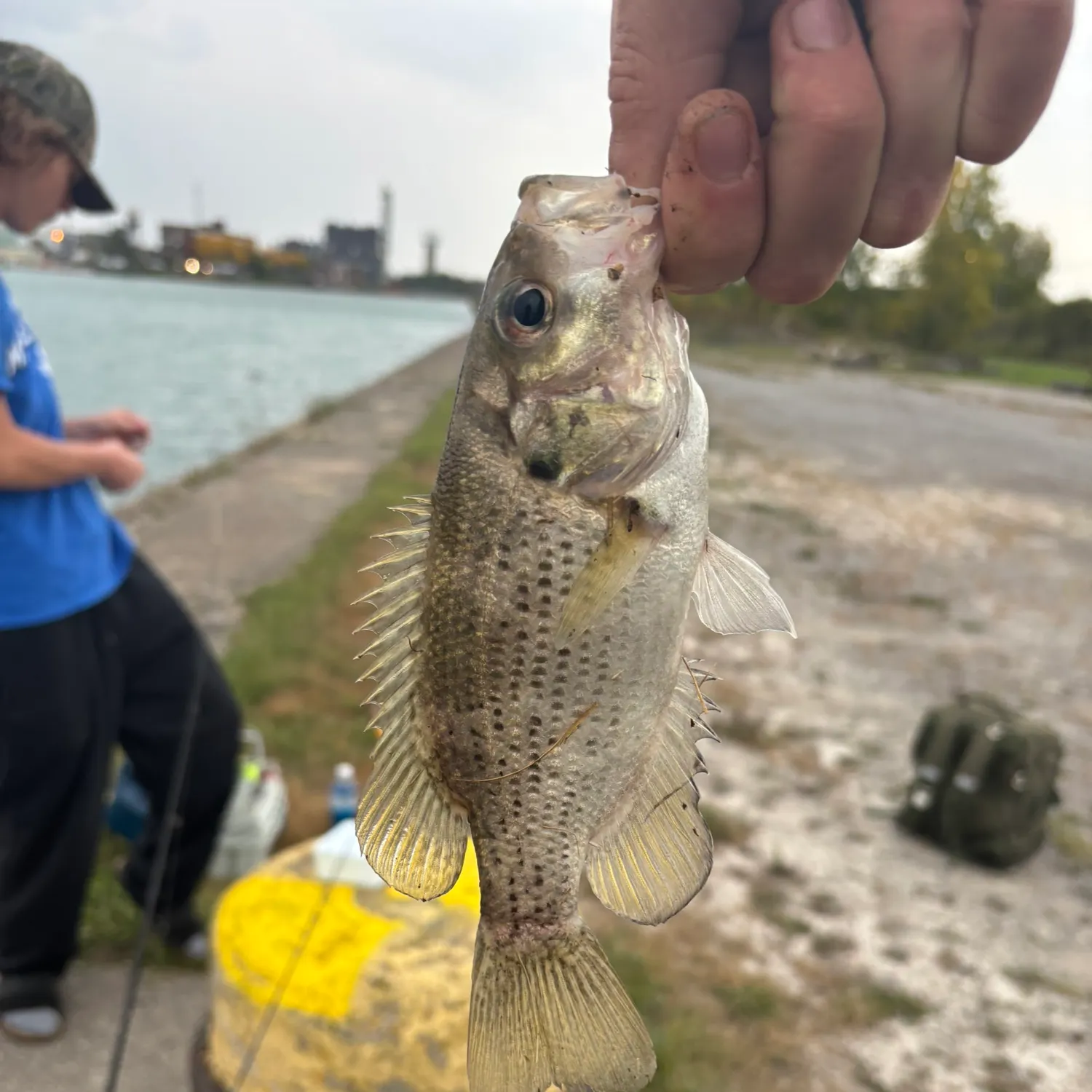 Rock bass caught on Fishbrain