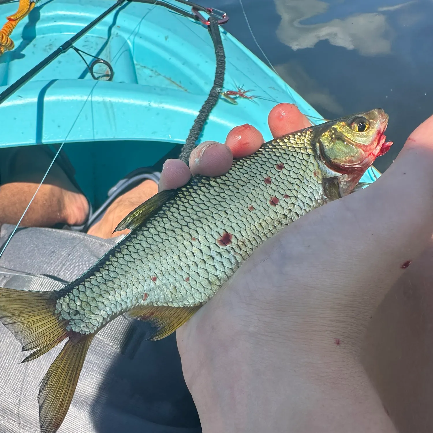 Golden shiner caught on Fishbrain