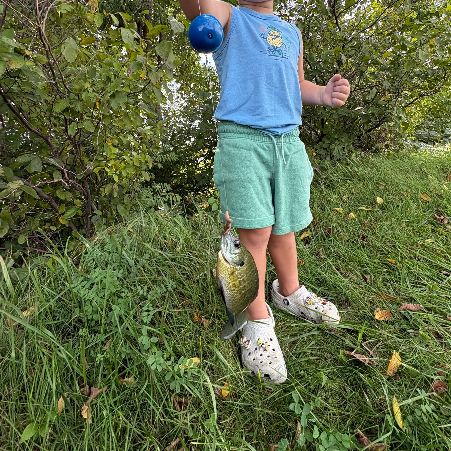 Bluegill caught on Fishbrain