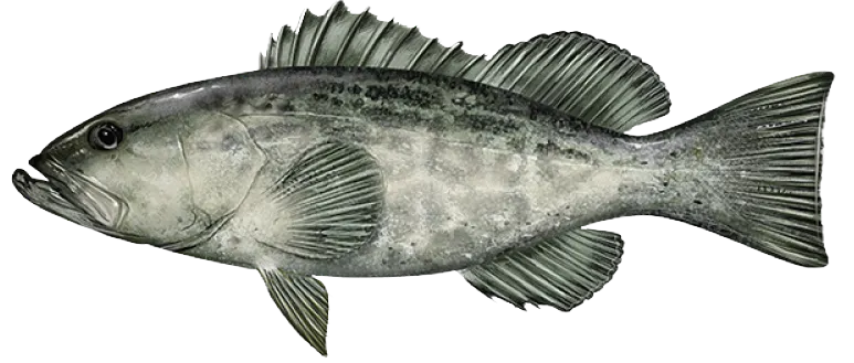 Black grouper