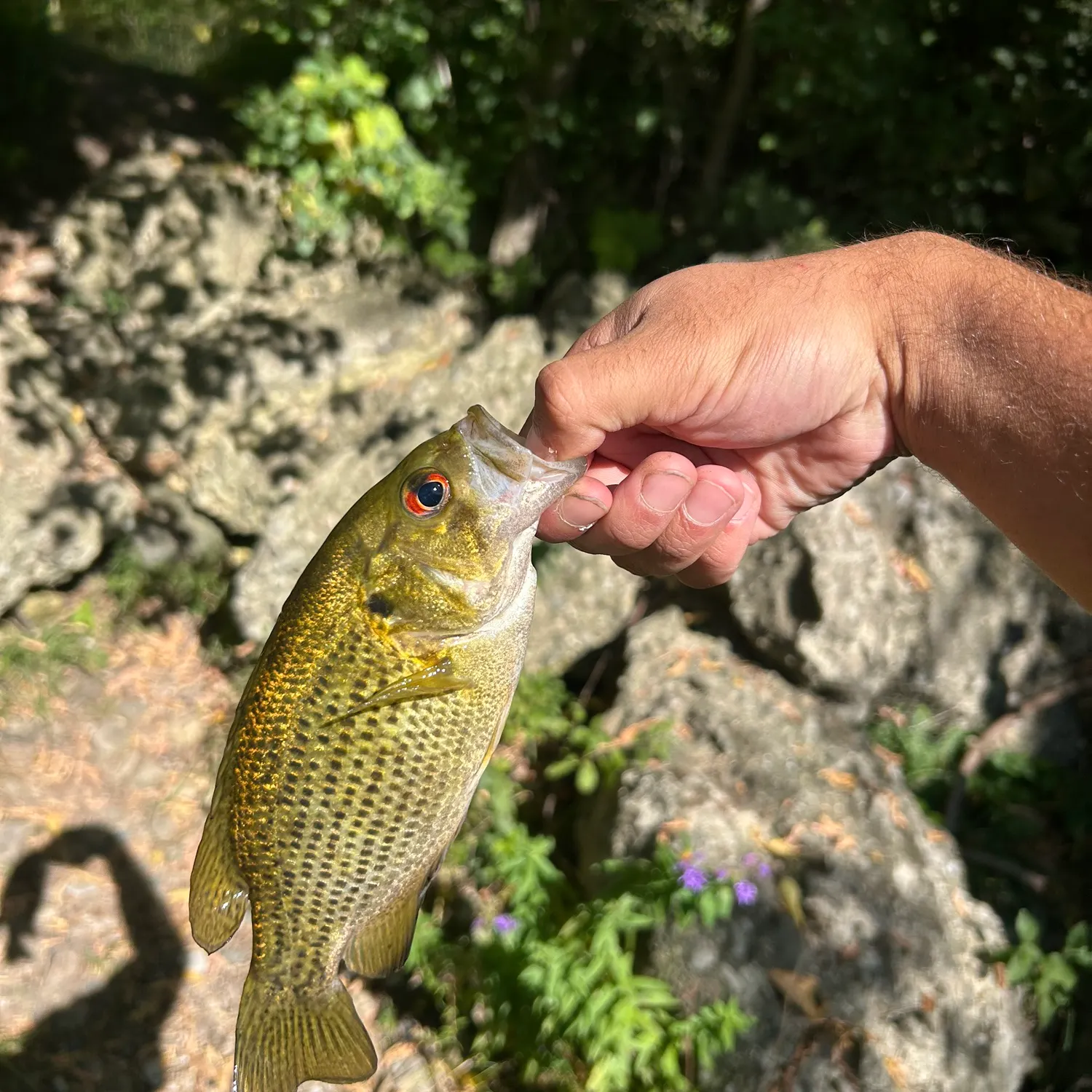 Rock bass caught on Fishbrain