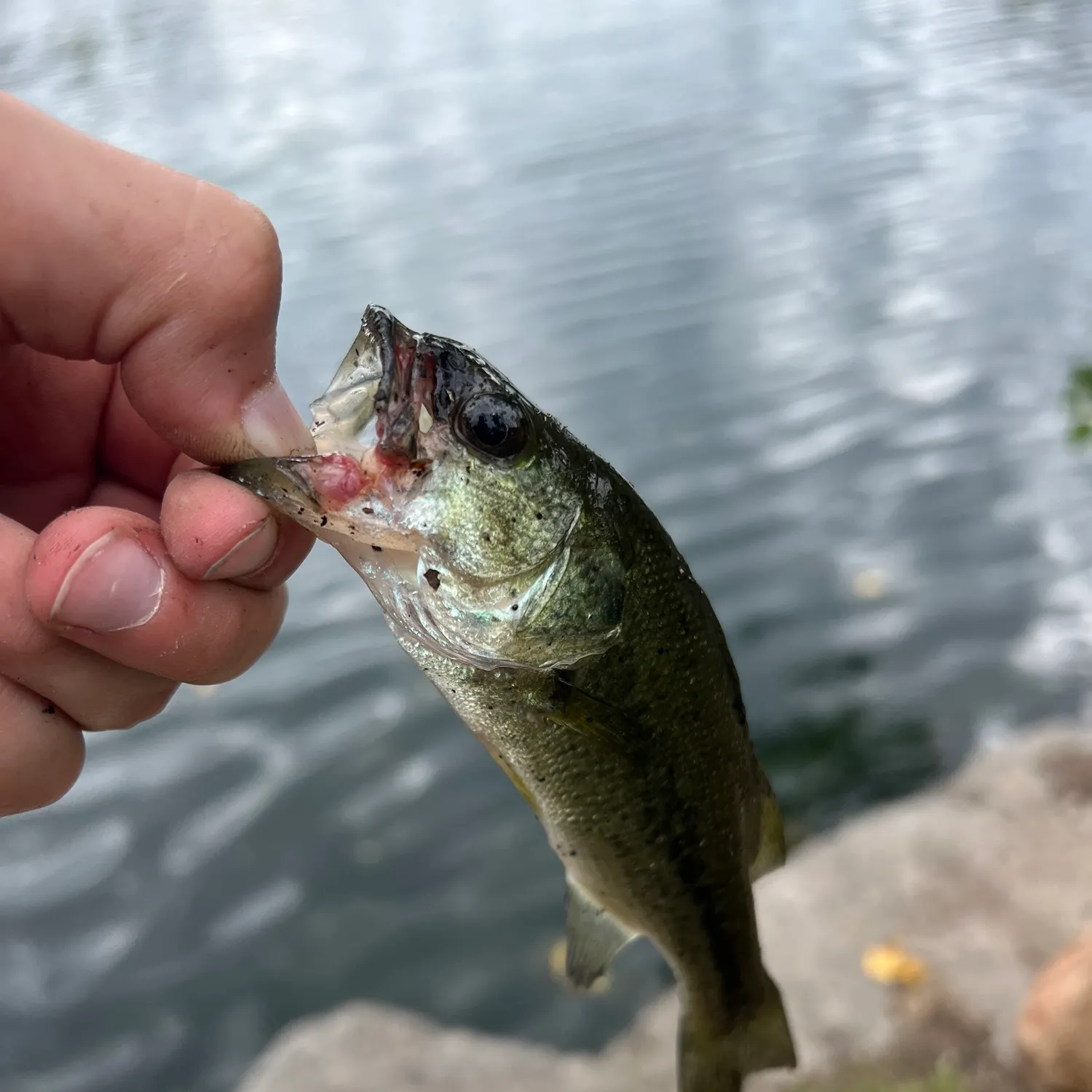 Largemouth bass caught on Fishbrain