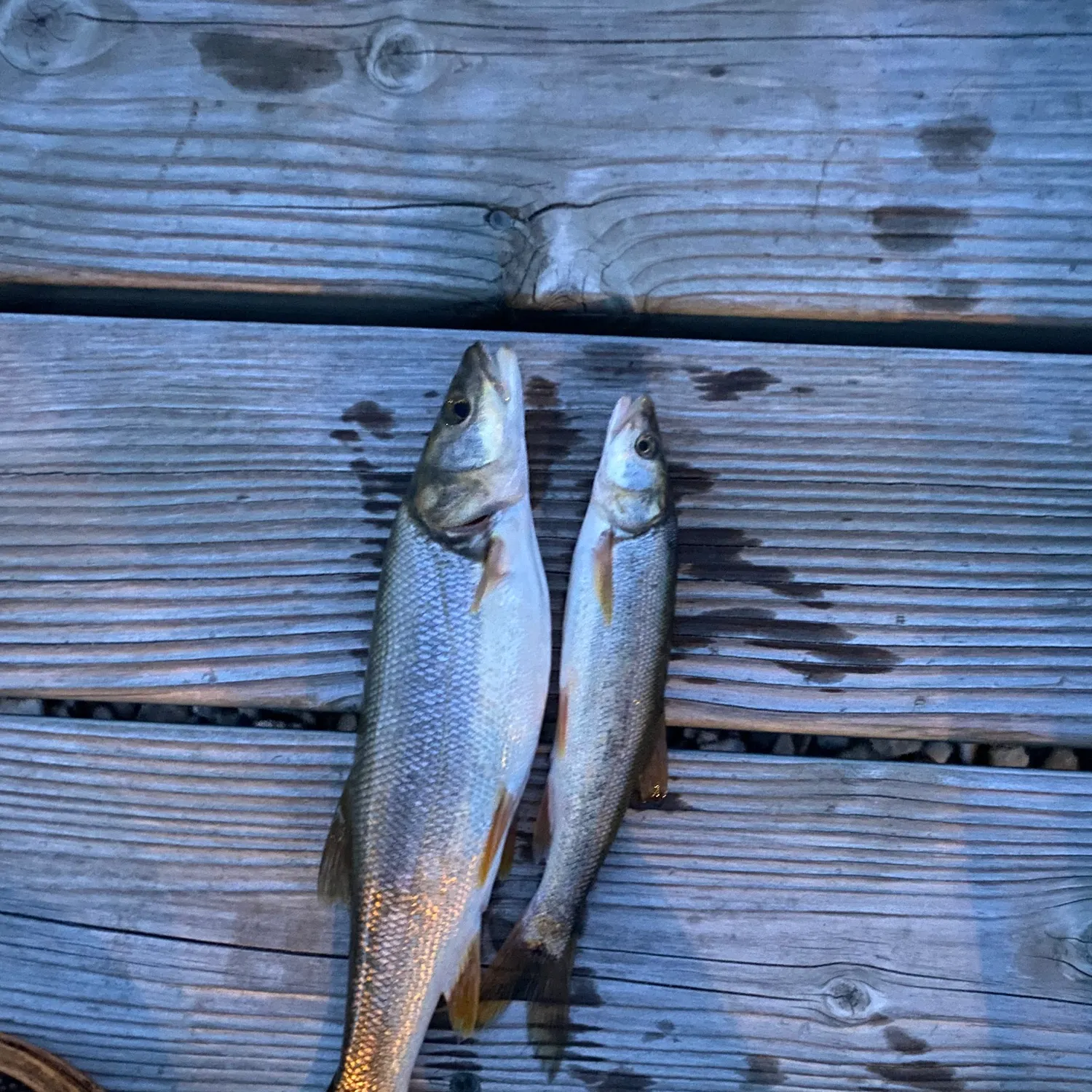 recently logged catches