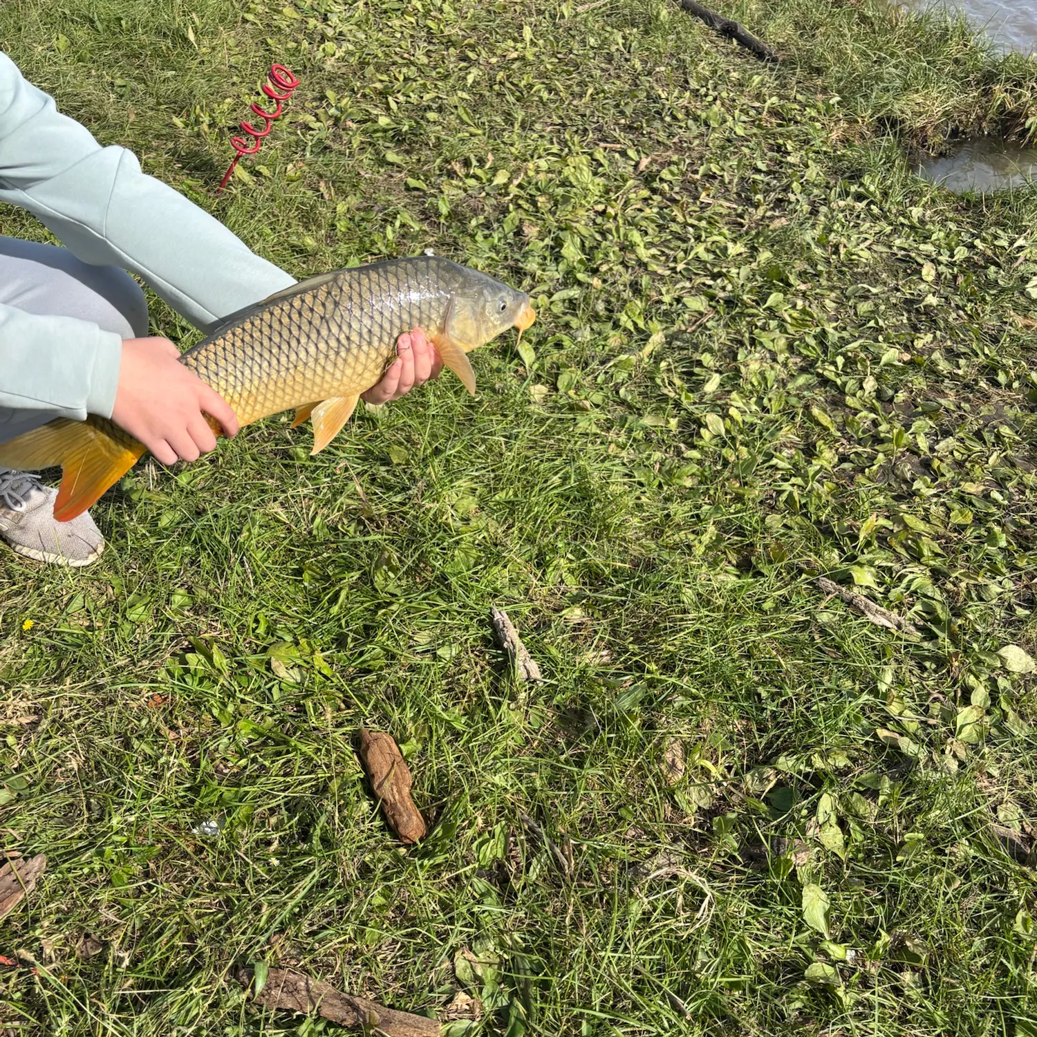 Common carp caught on Fishbrain