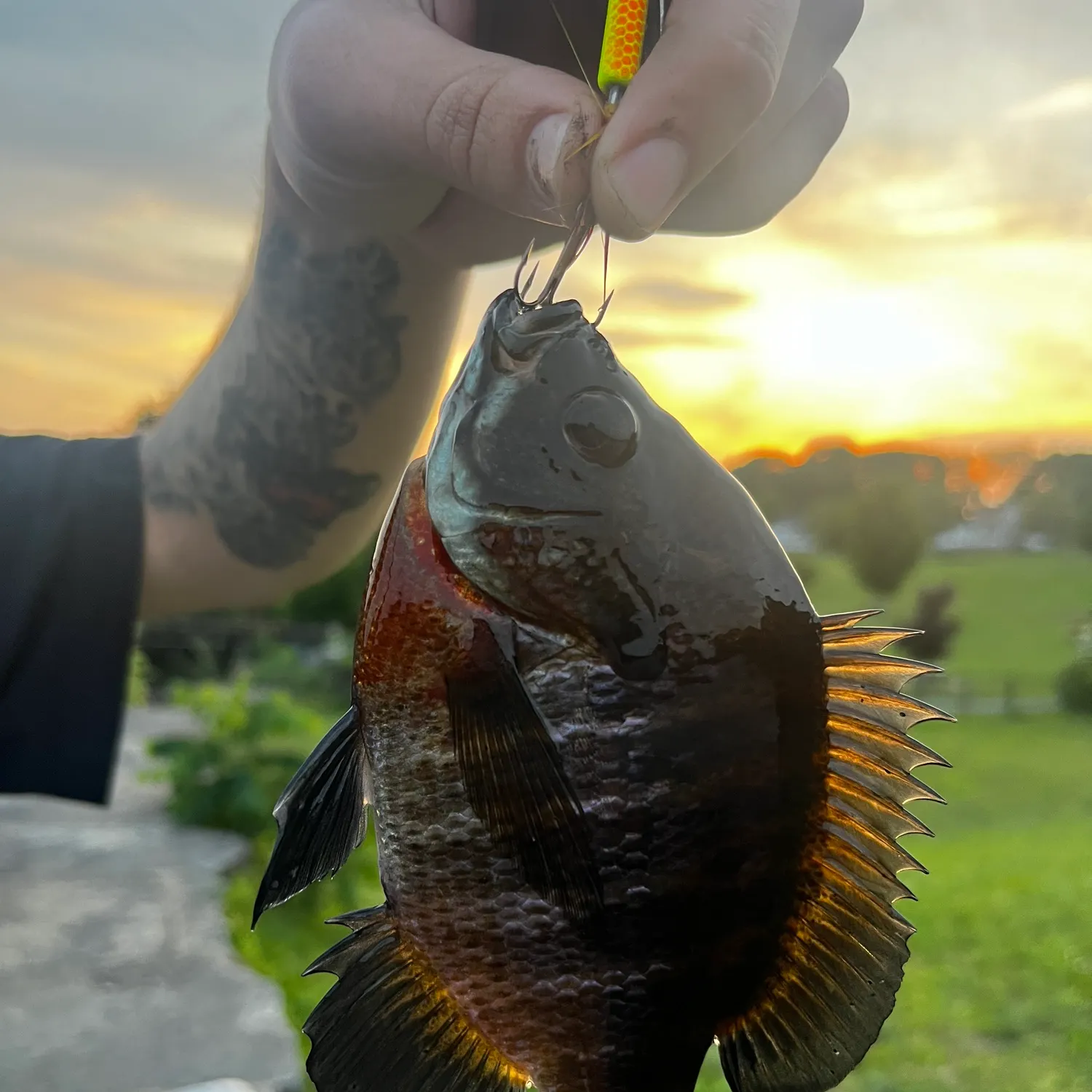 recently logged catches