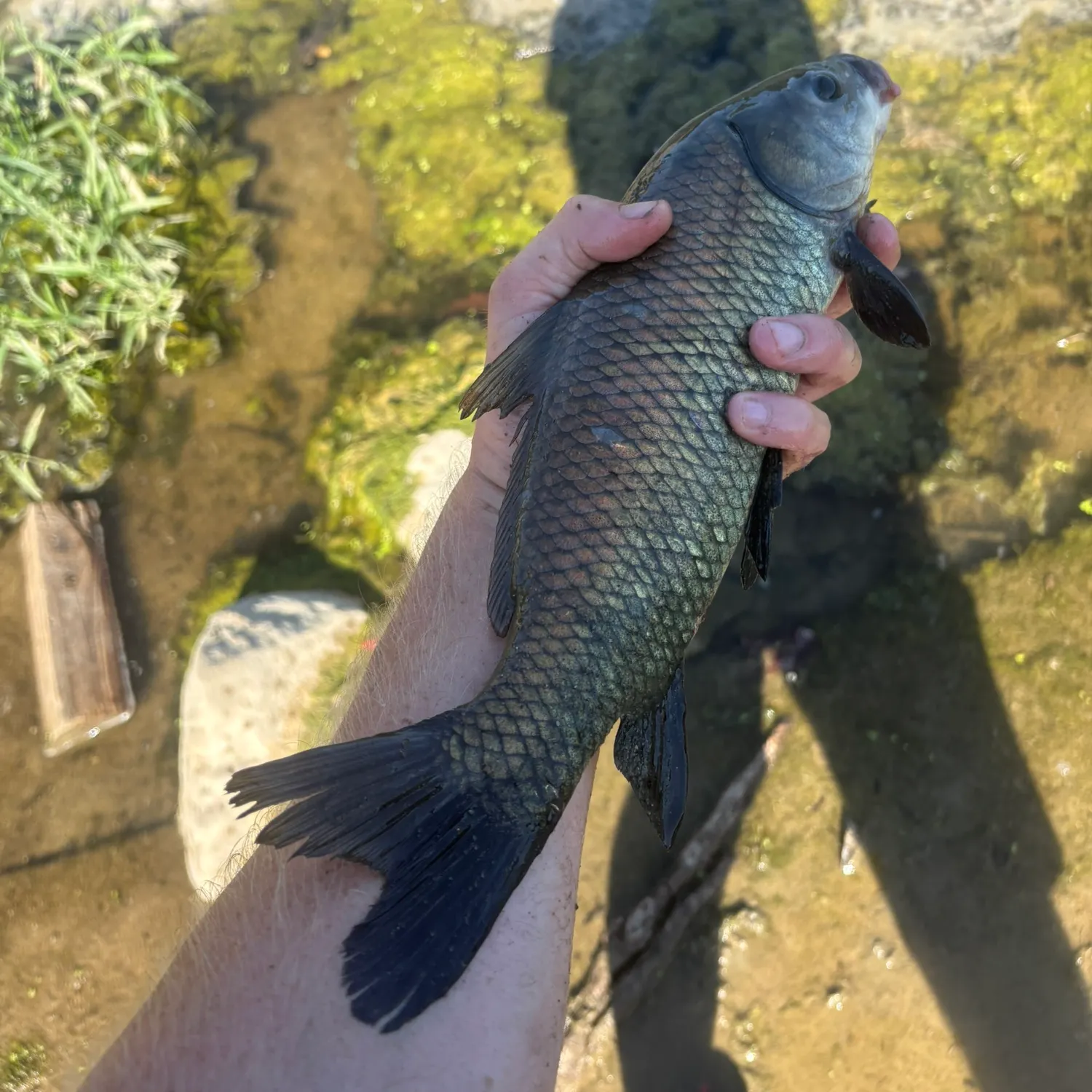 Black buffalo caught on Fishbrain
