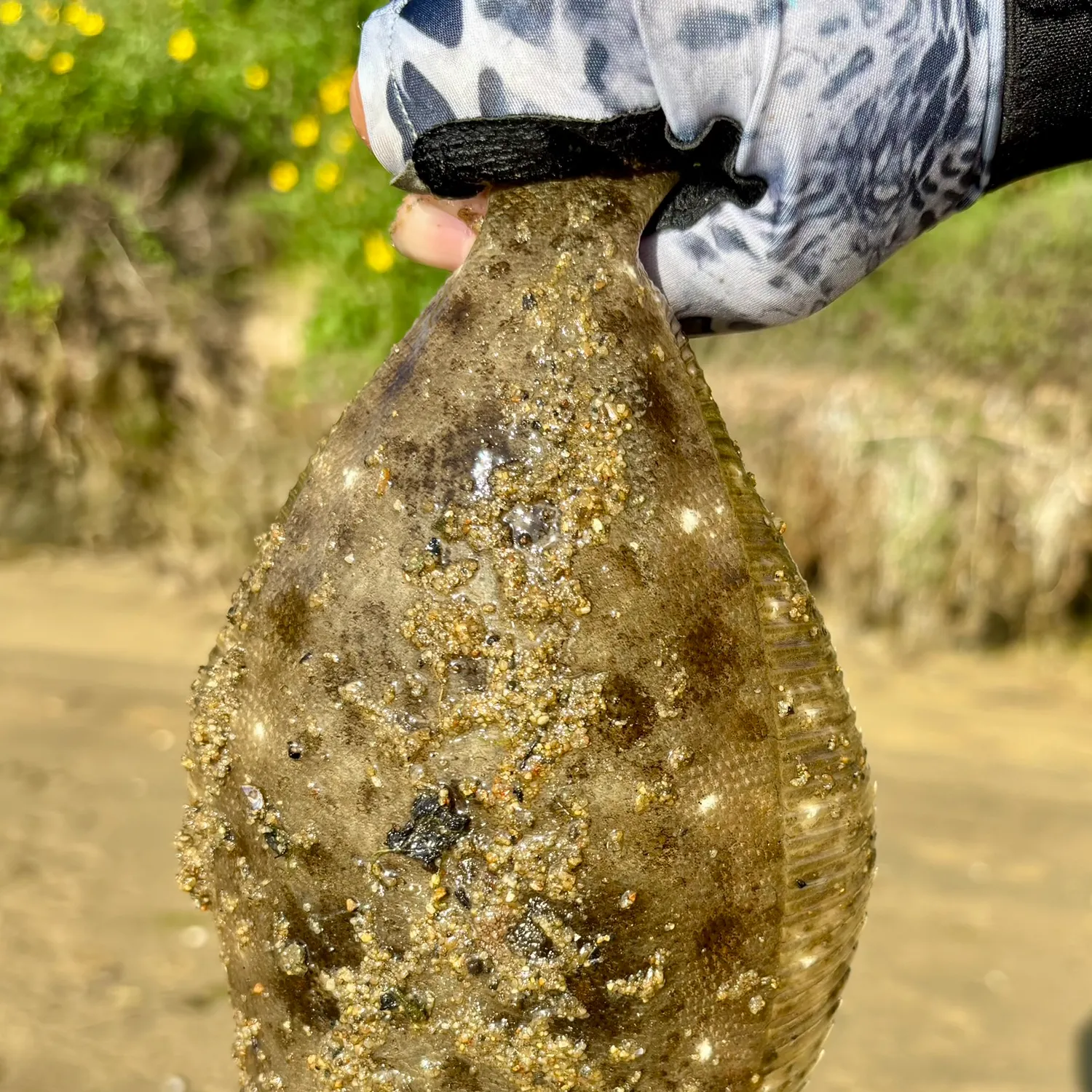 The most recent California halibut catches on Fishbrain