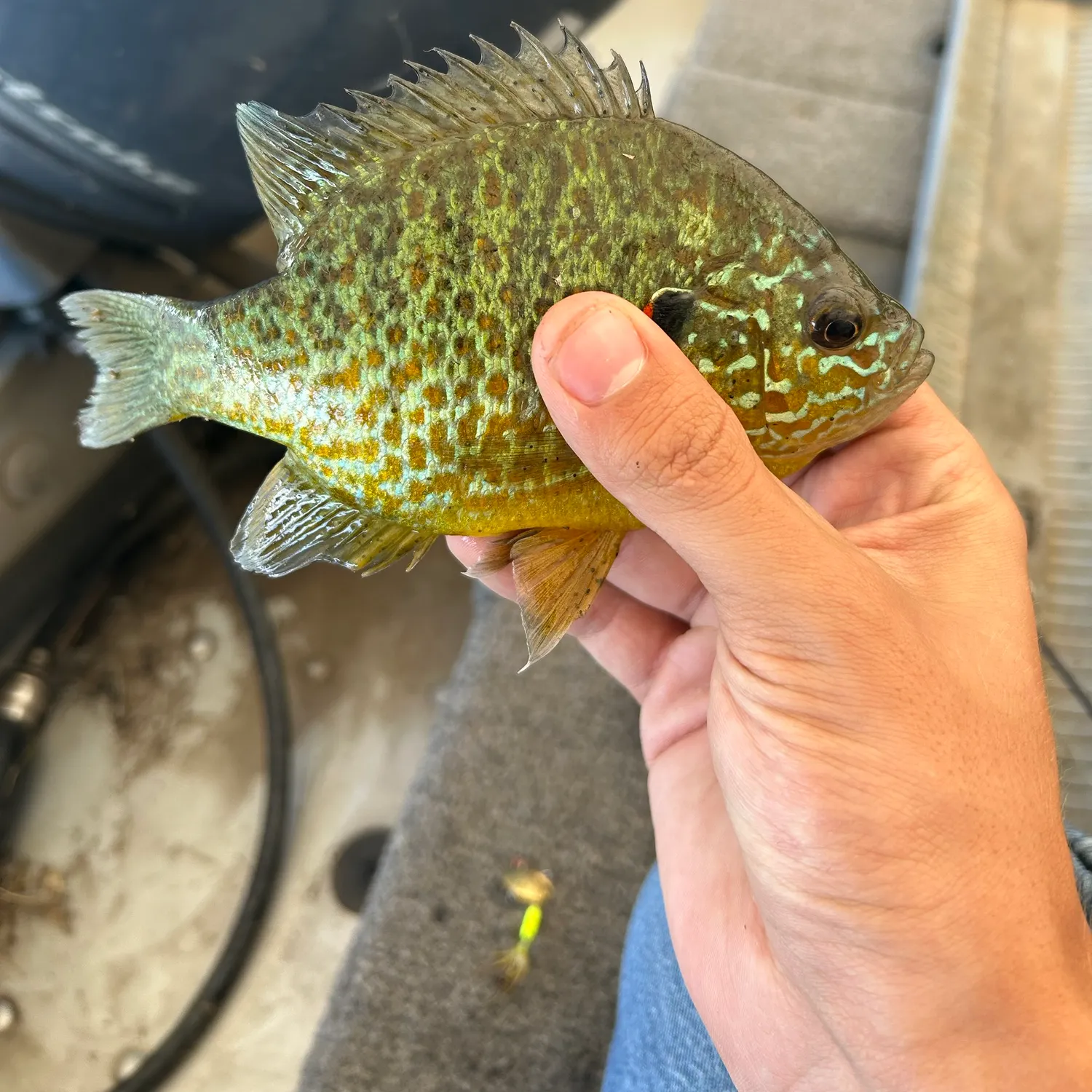Pumpkinseed caught on Fishbrain