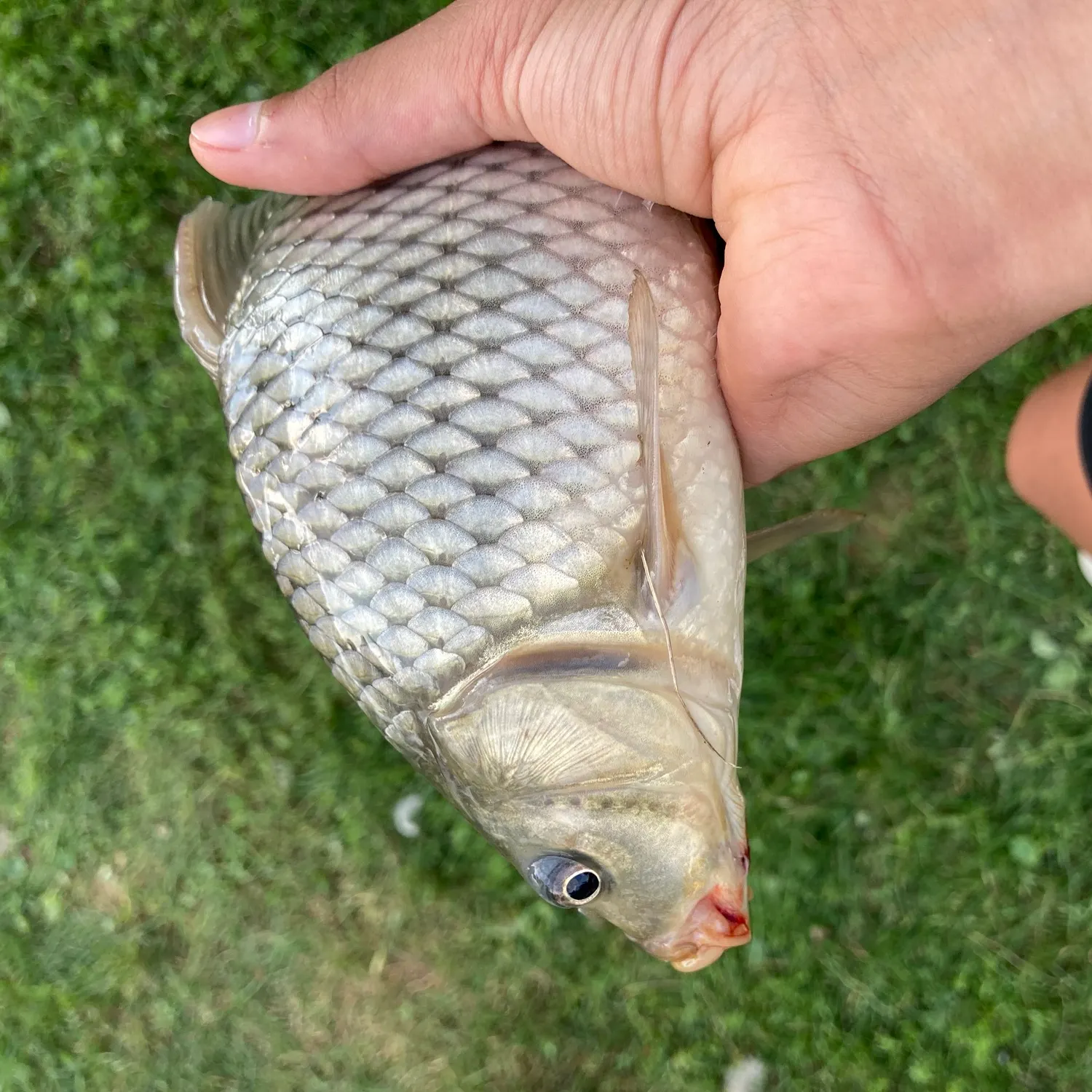 Common carp caught on Fishbrain