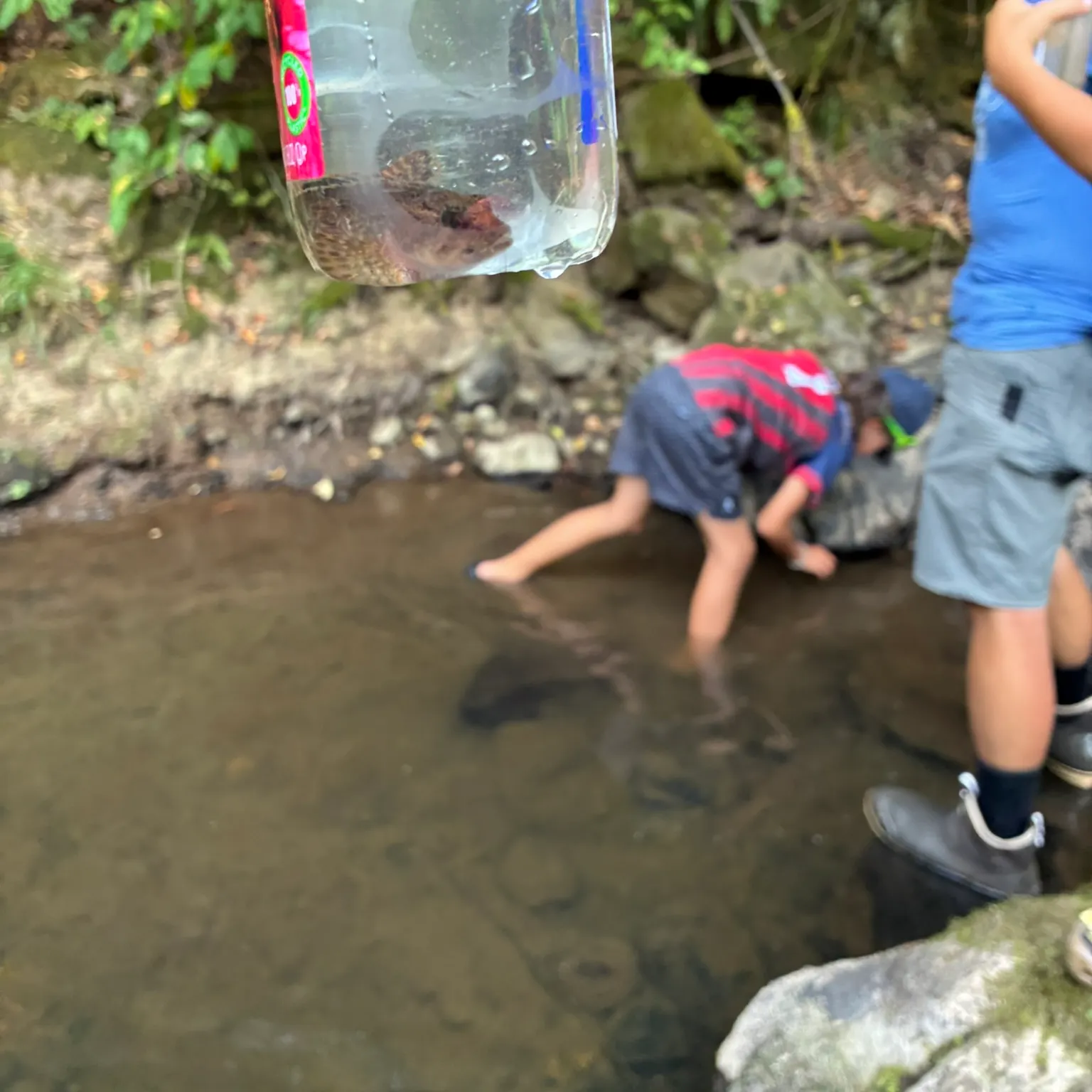 The most recent Reticulate sculpin catches on Fishbrain