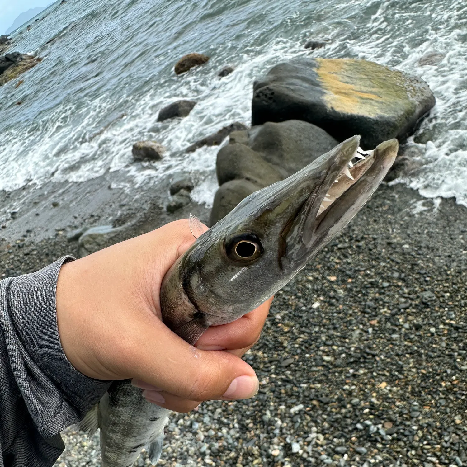 The most recent Great barracuda catches on Fishbrain