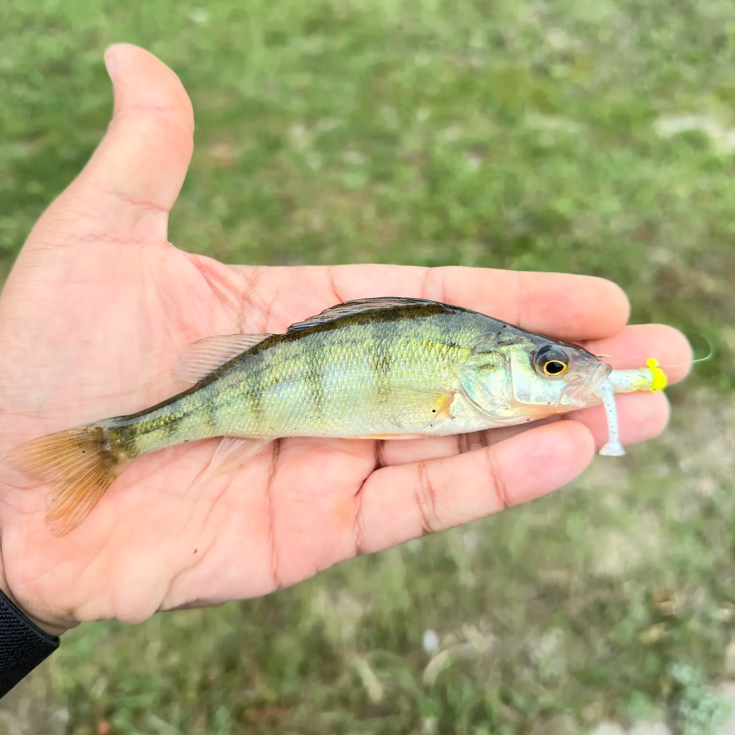 Yellow perch caught on Fishbrain