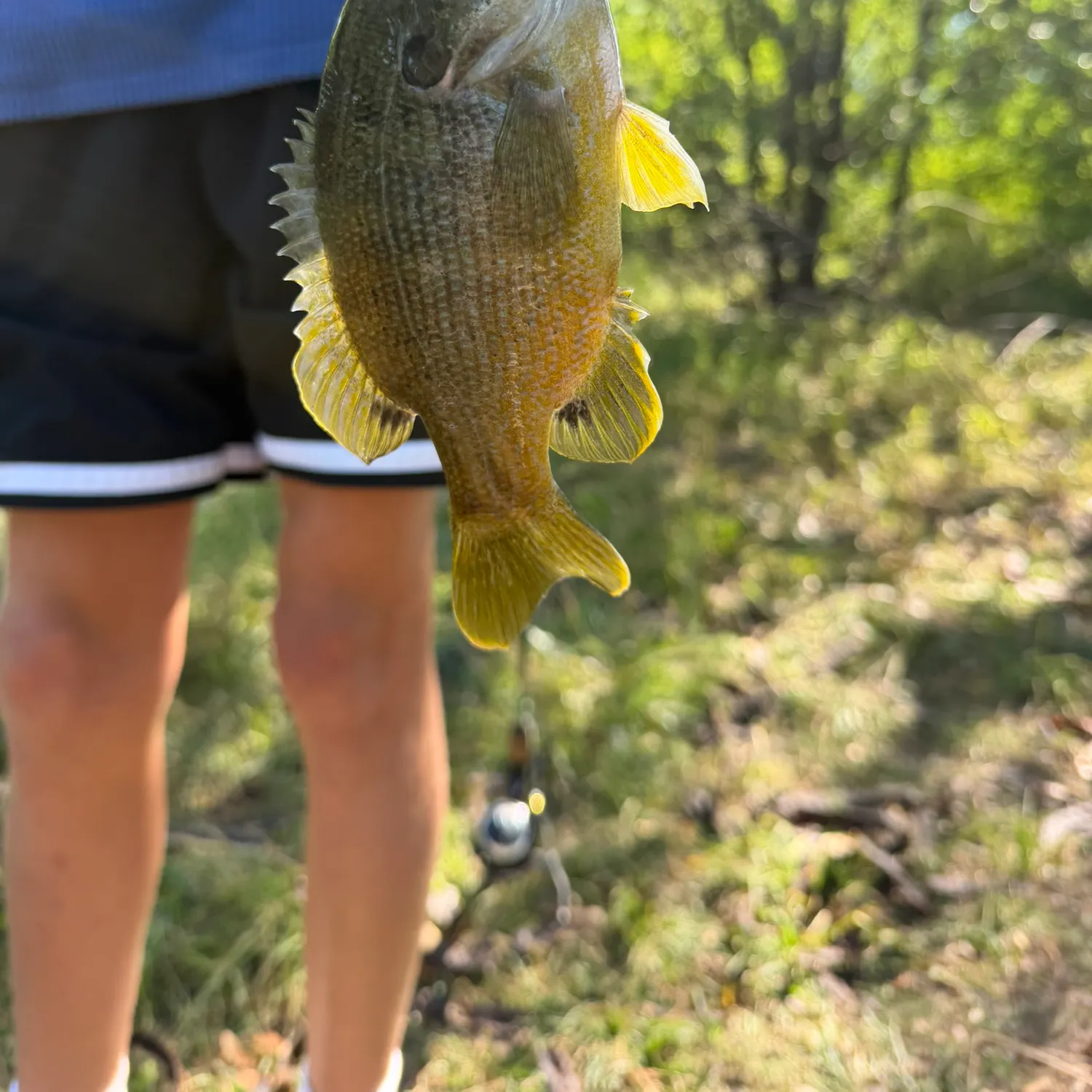 Green sunfish caught on Fishbrain