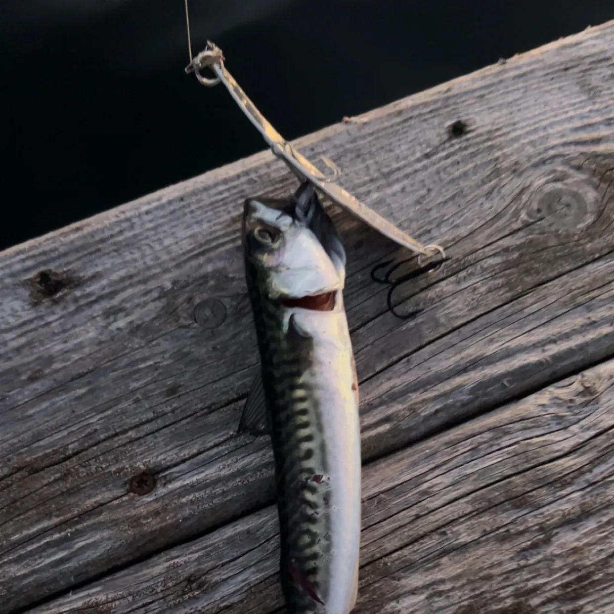 Atlantic mackerel caught on Fishbrain